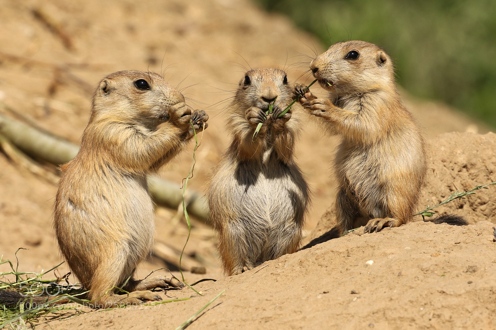 Canon EOS 7D Mark II sample photo. Three little prairie dogs photography