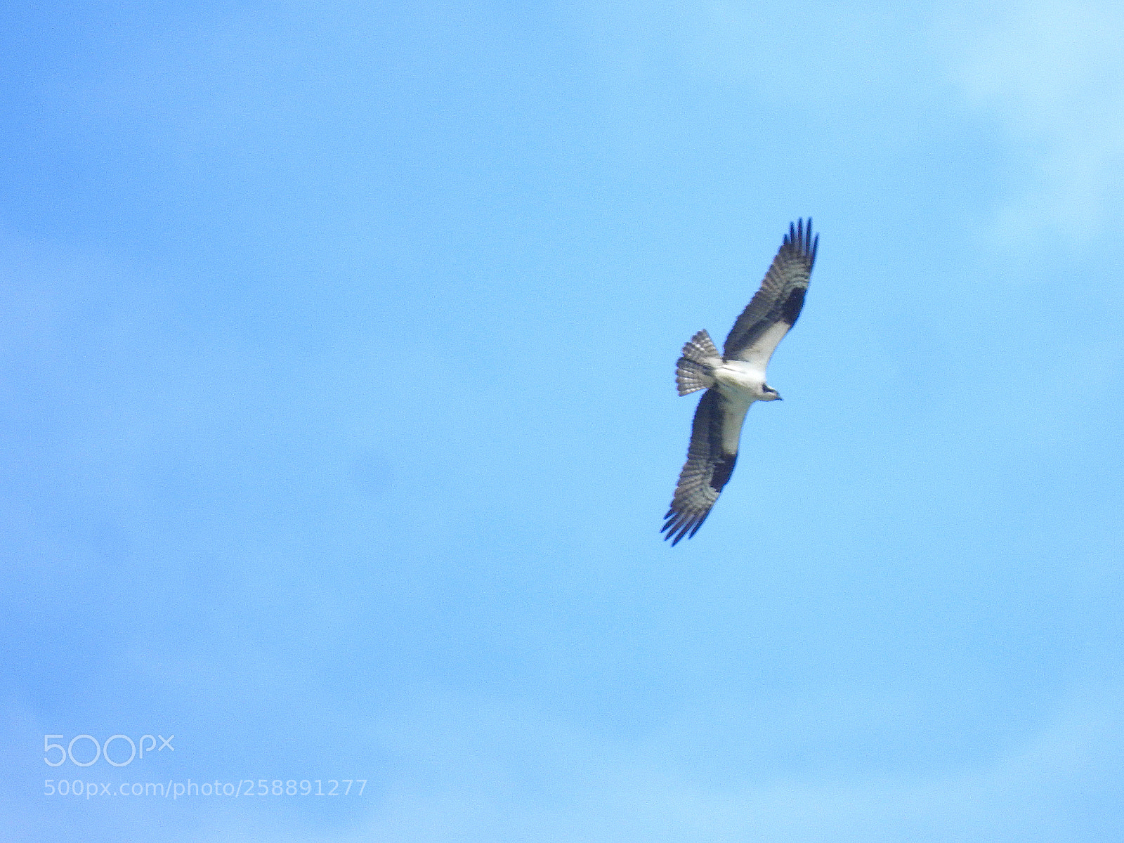 Nikon Coolpix P900 sample photo. Osprey photography