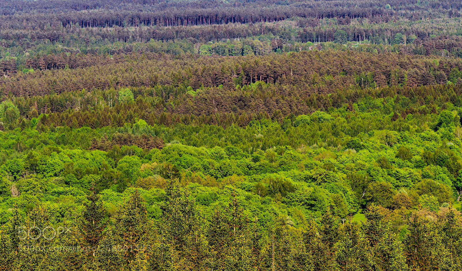 Canon EOS 7D sample photo. The forrest photography