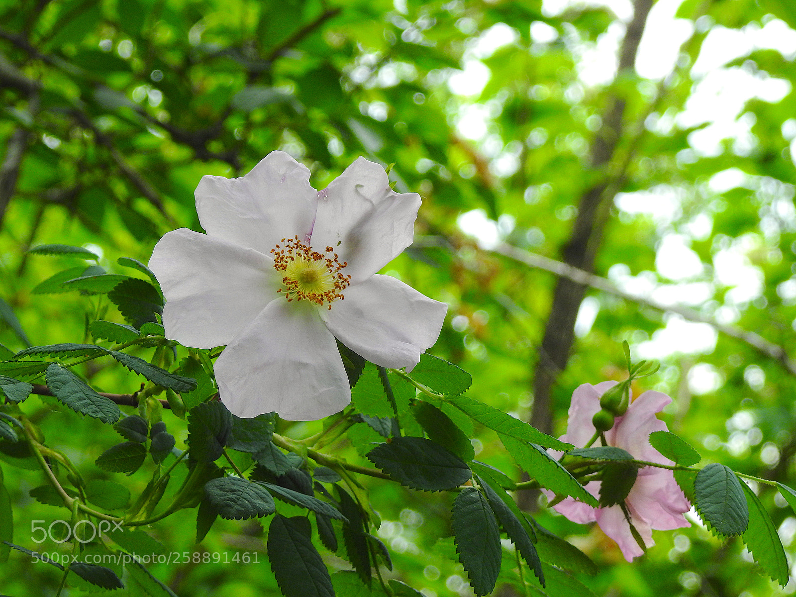 Nikon Coolpix P900 sample photo. Pink photography