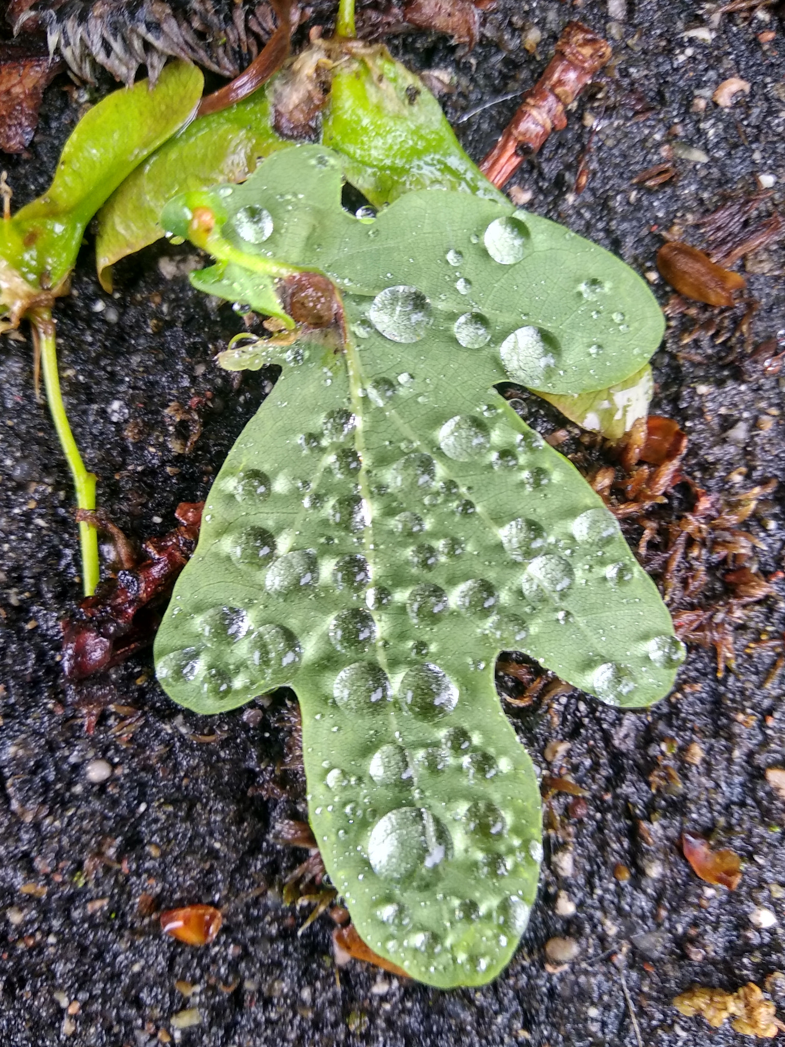 Xiaomi Redmi 5 sample photo