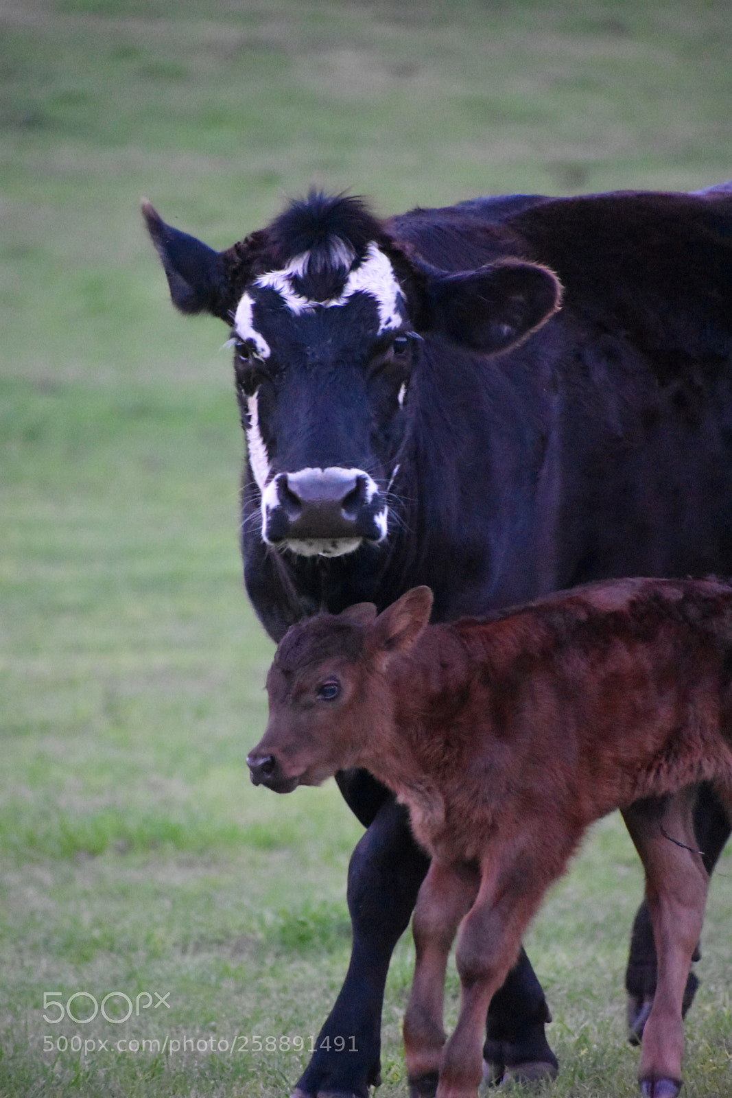 Nikon D3400 sample photo. Momma and baby photography