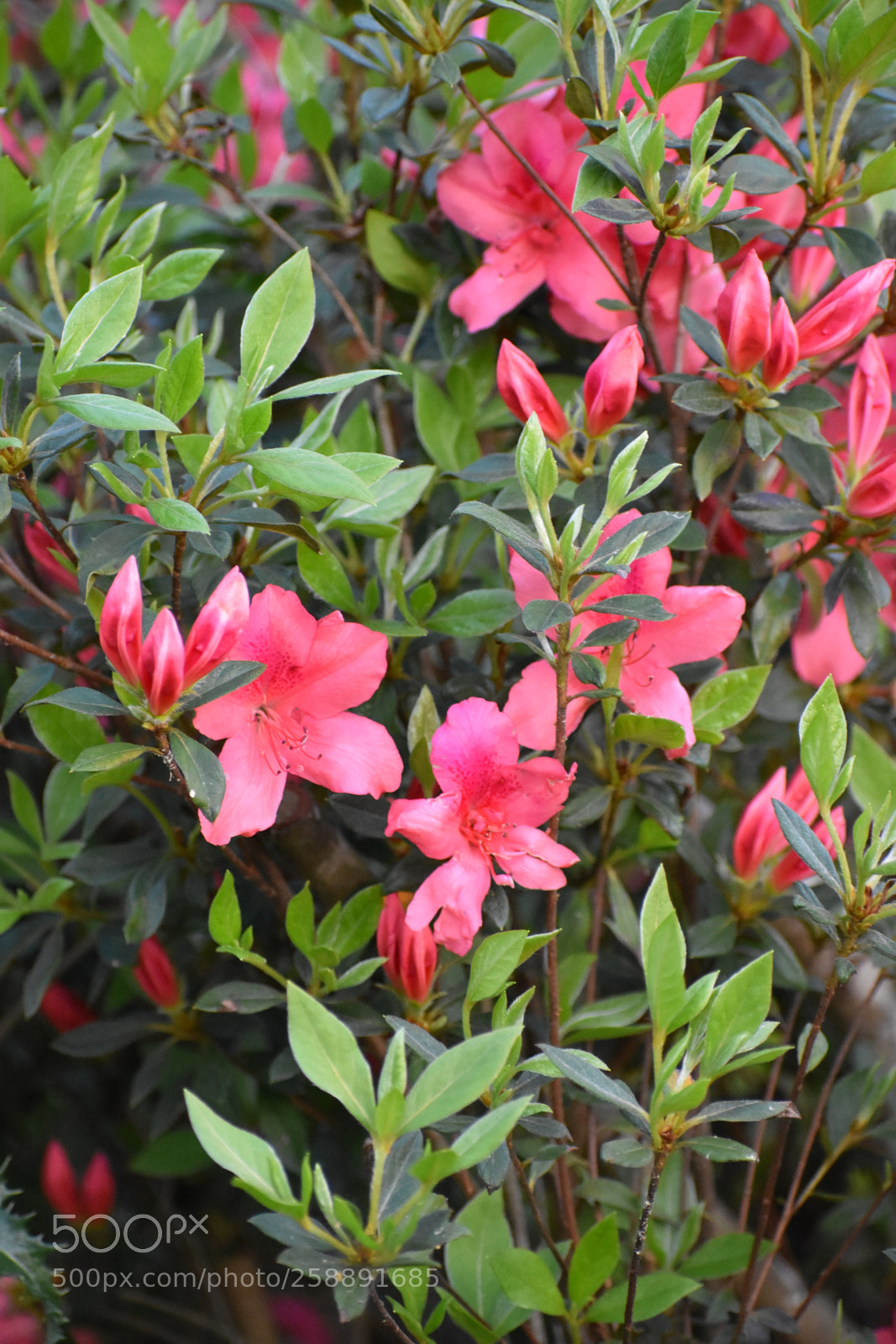 Nikon D3400 sample photo. Pretty in pink photography