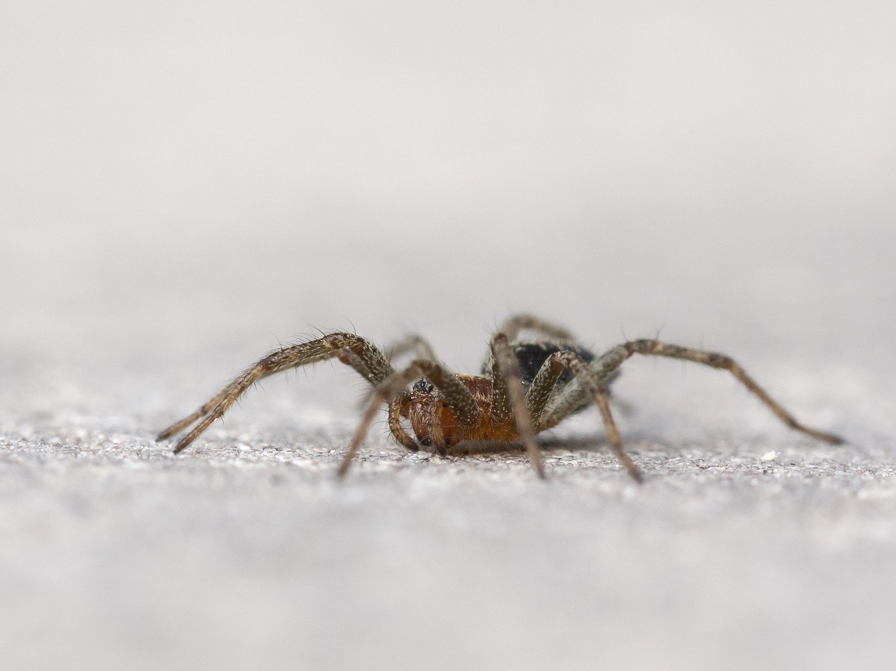 Panasonic Lumix DMC-G85 (Lumix DMC-G80) sample photo. Spider photography