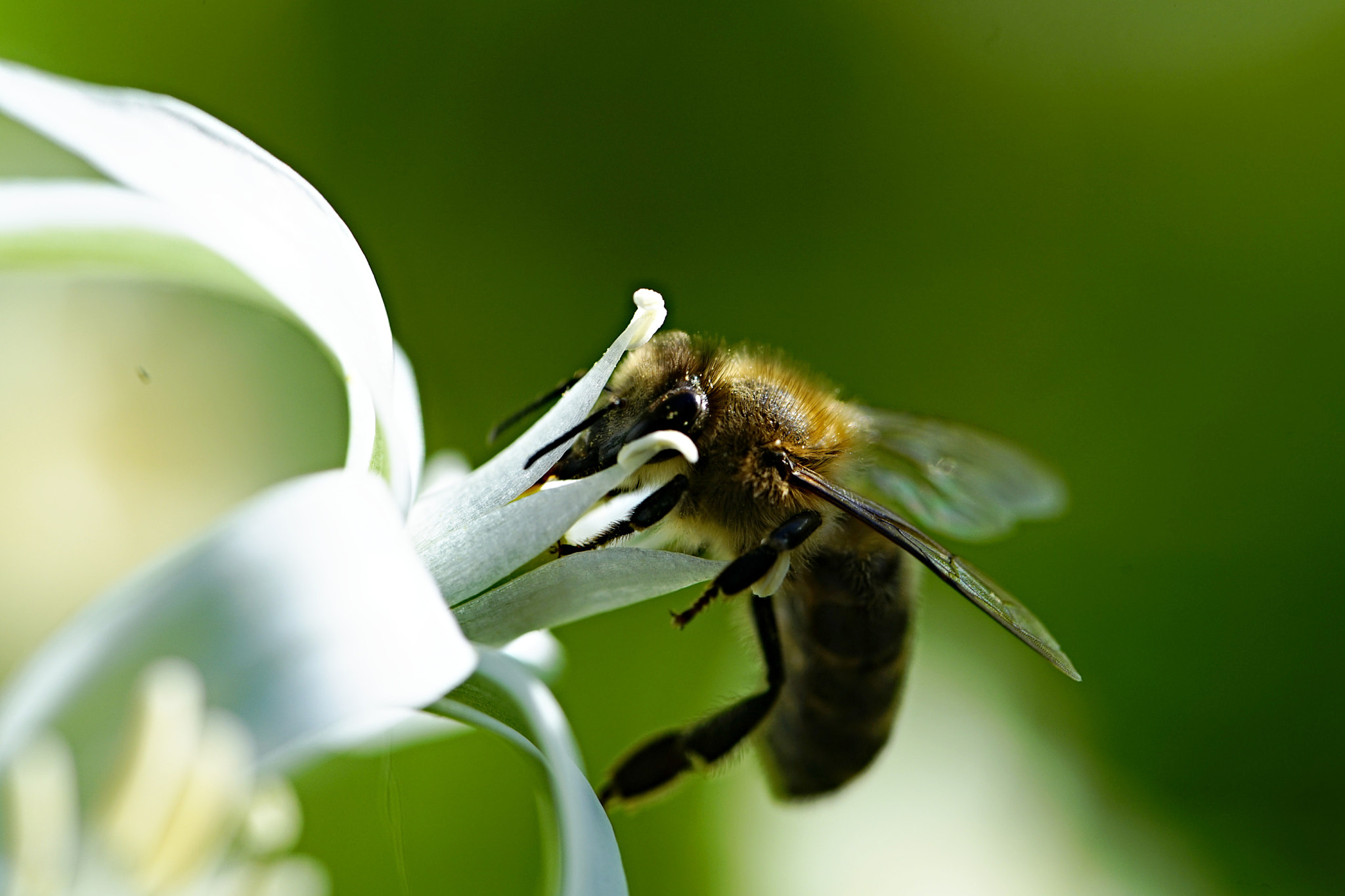 Sony a7 II + Tamron SP 90mm F2.8 Di VC USD 1:1 Macro sample photo. Dig in photography