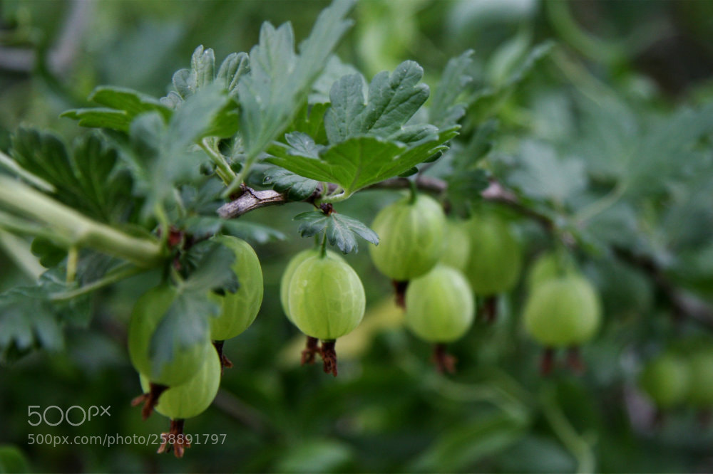 Canon EOS 40D sample photo. Stachelbeere - gooseberry photography