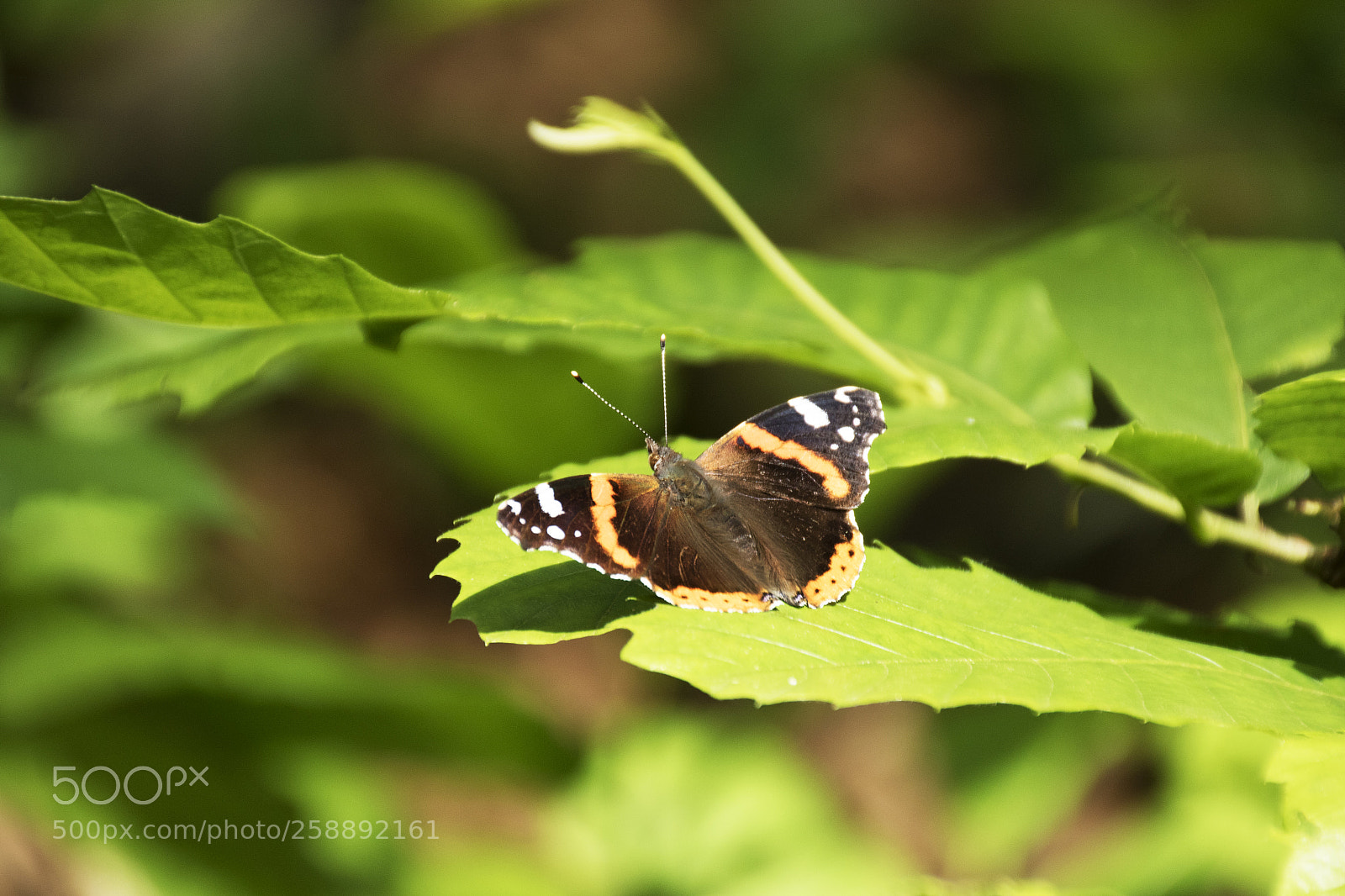 Canon EOS 7D Mark II sample photo. Schmetterling photography
