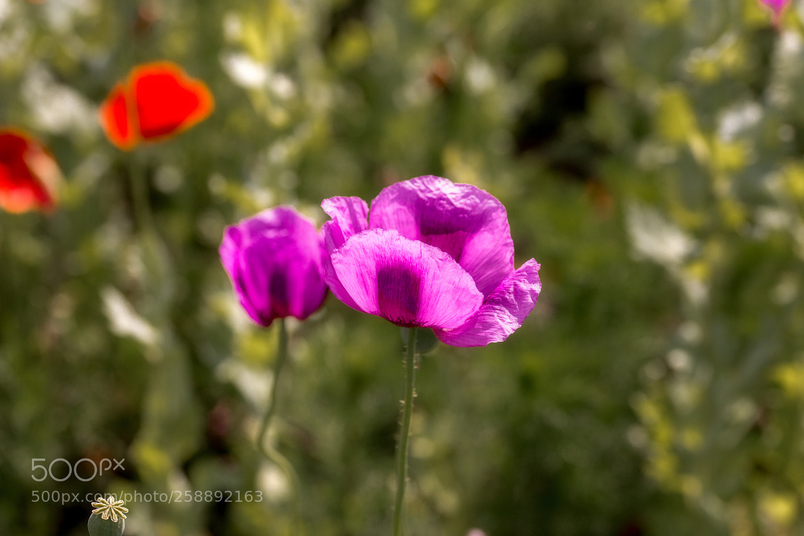 Canon EOS 6D sample photo. Purple poppys photography