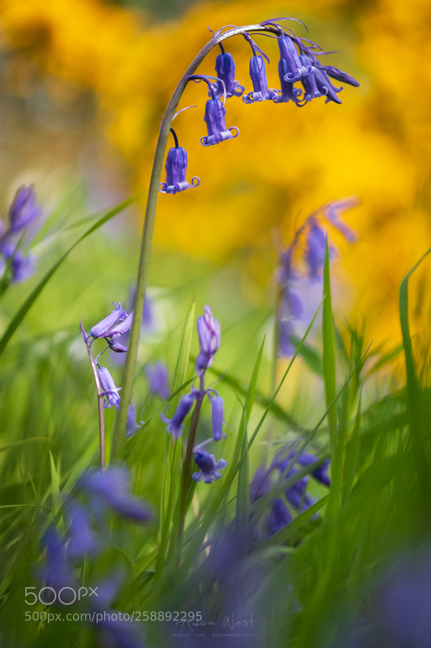 Canon EOS 70D sample photo. Bluebells and broom photography