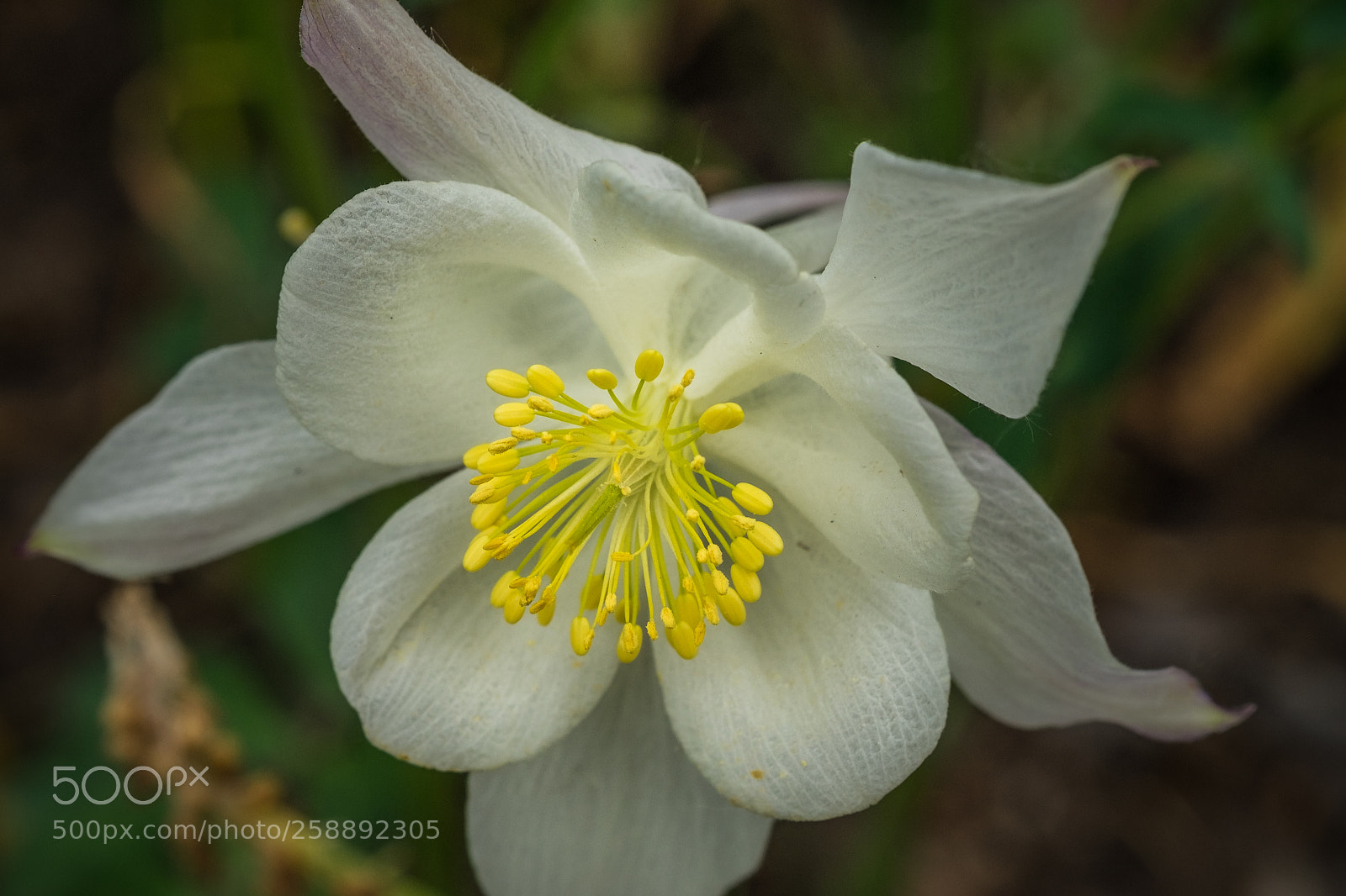 Fujifilm X-T1 sample photo. Wei e akelei aquilegia photography