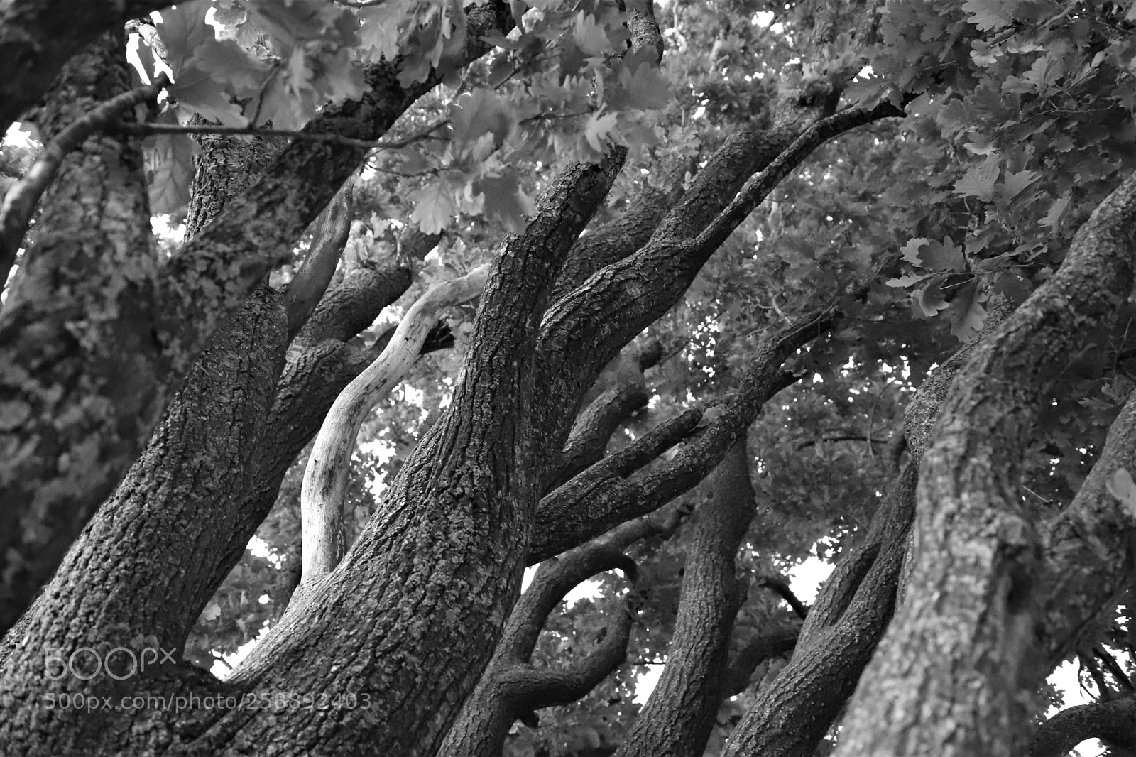 Canon EOS 6D Mark II sample photo. Trees photography