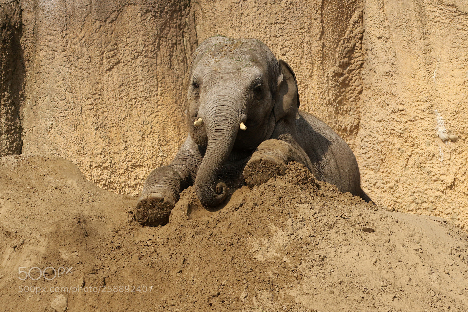 Canon EOS 7D Mark II sample photo. Elephant playing in the photography