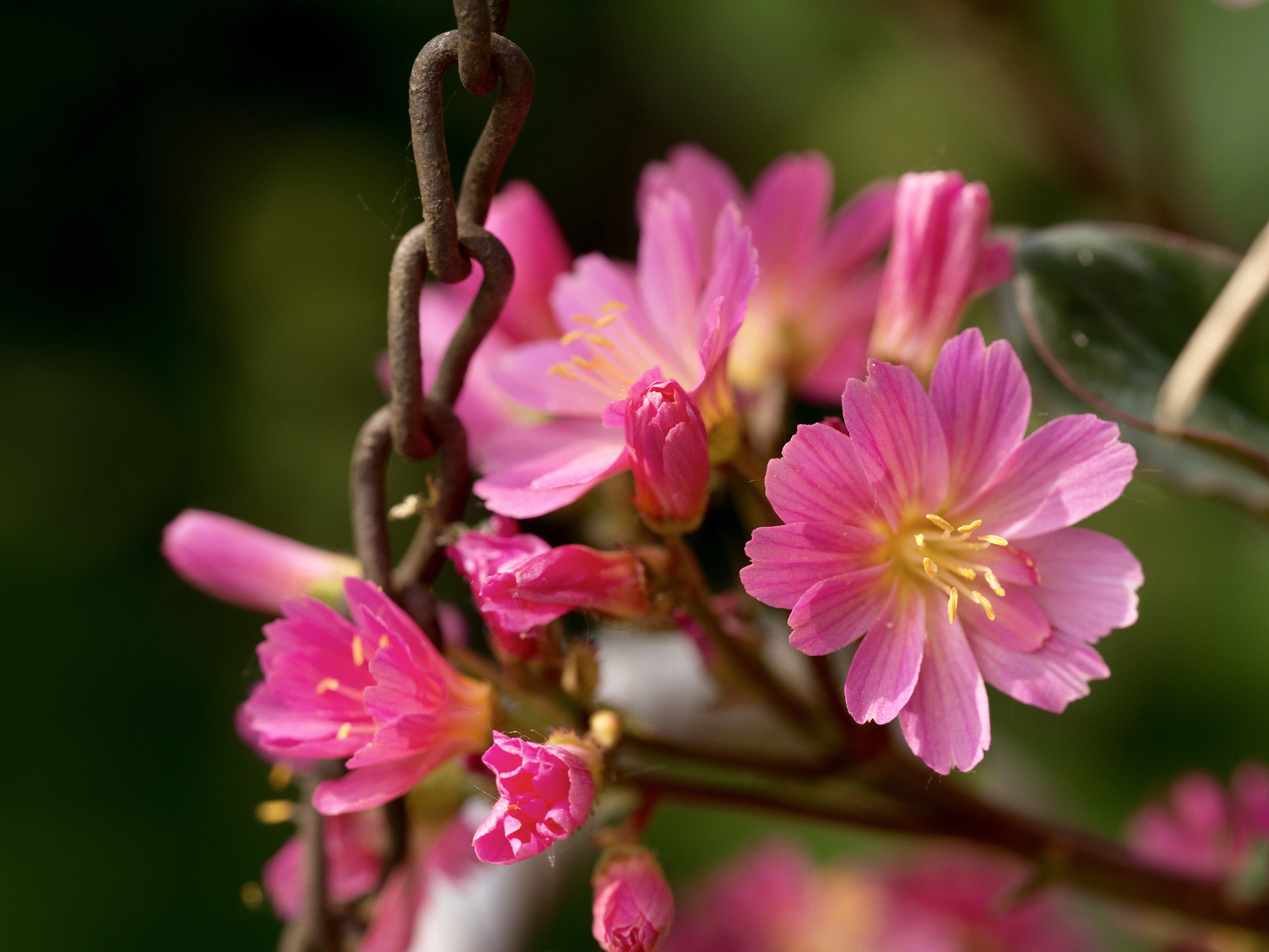Panasonic Lumix DMC-G85 (Lumix DMC-G80) sample photo. Flowers and chain photography