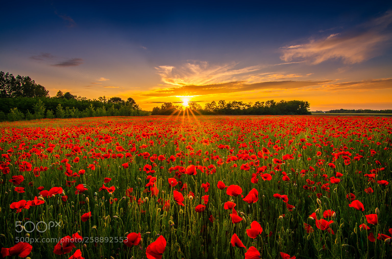 Nikon D7000 sample photo. Sunset over poppy field photography