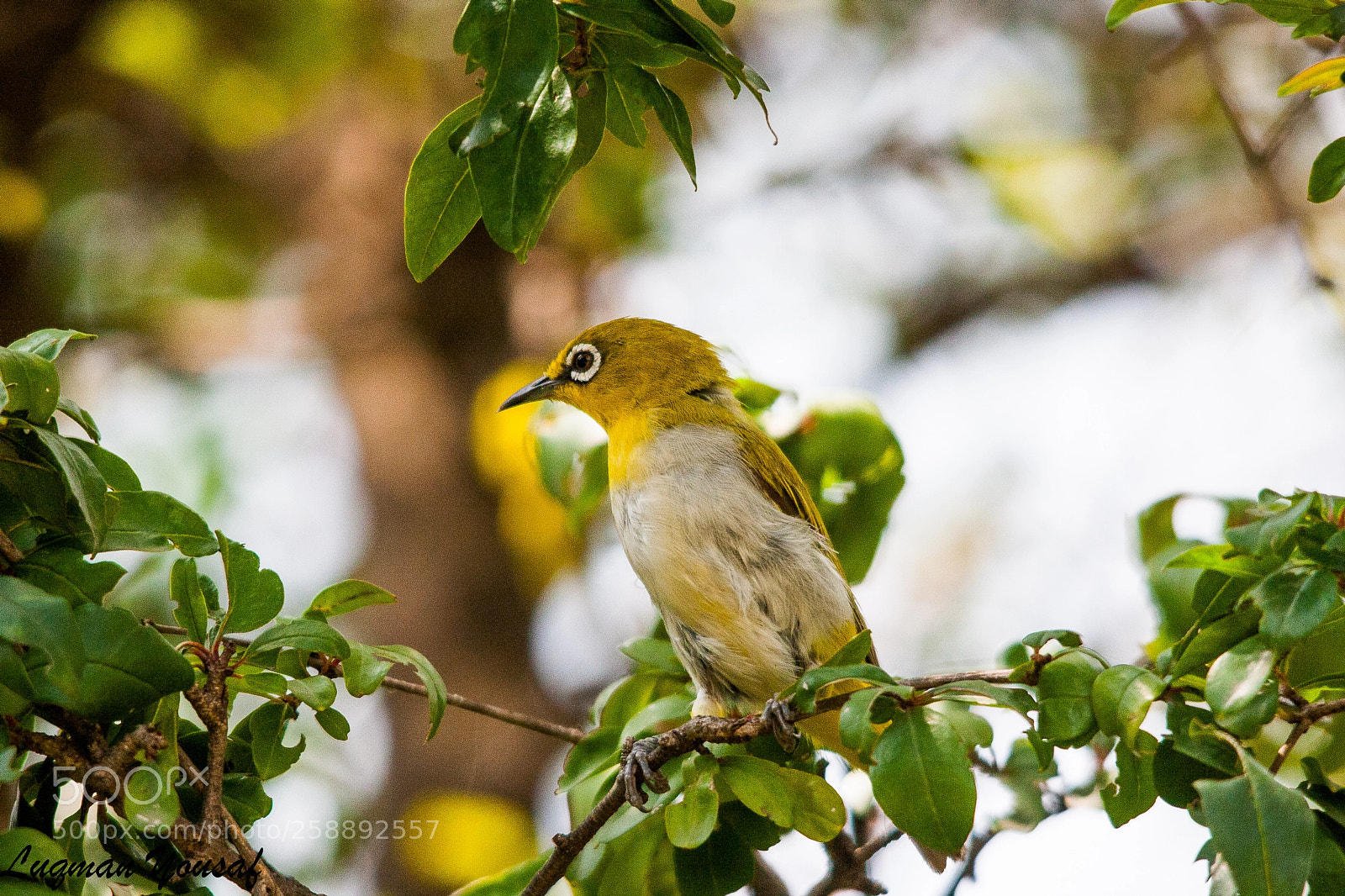 Canon EOS 40D sample photo. Oriental white eye photography