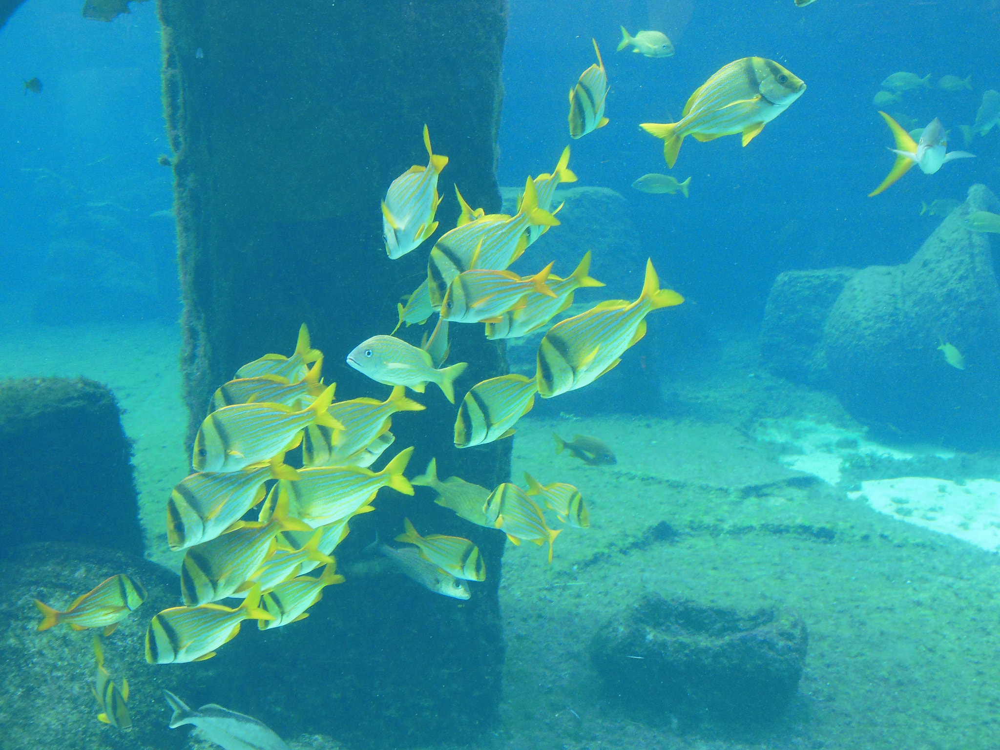 Nikon Coolpix S6300 sample photo. Fish school photography
