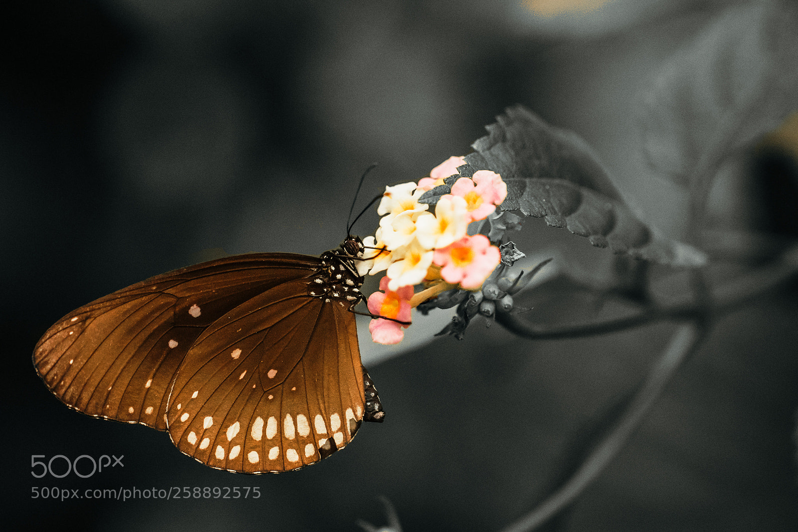 Fujifilm X-E2 sample photo. Euploea core photography