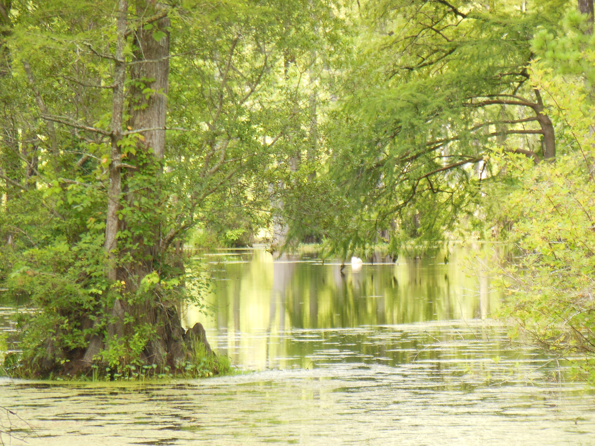 Nikon Coolpix S6300 sample photo. Merchants millpond photography