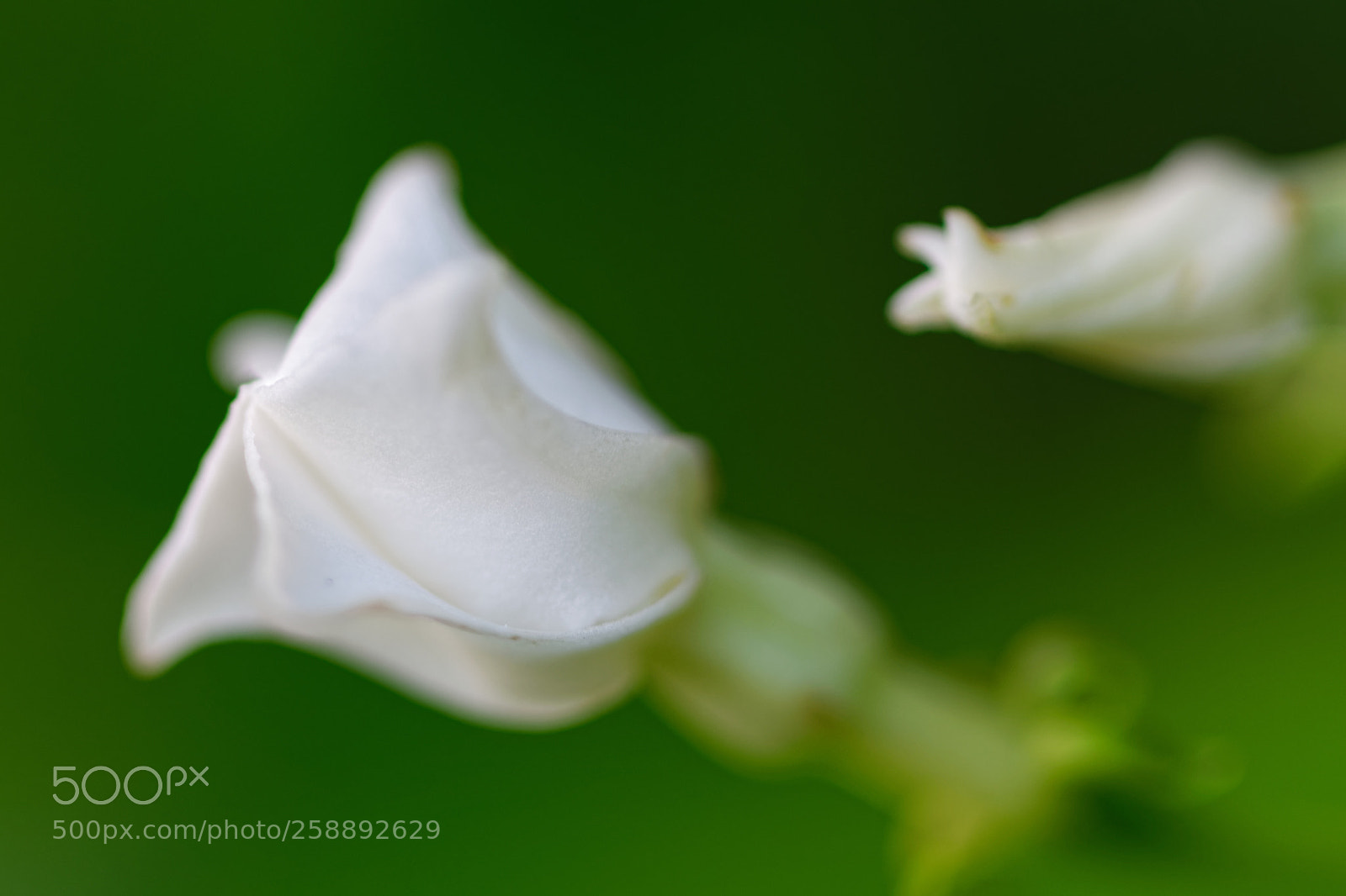 Nikon D3300 sample photo. All flowers in time photography