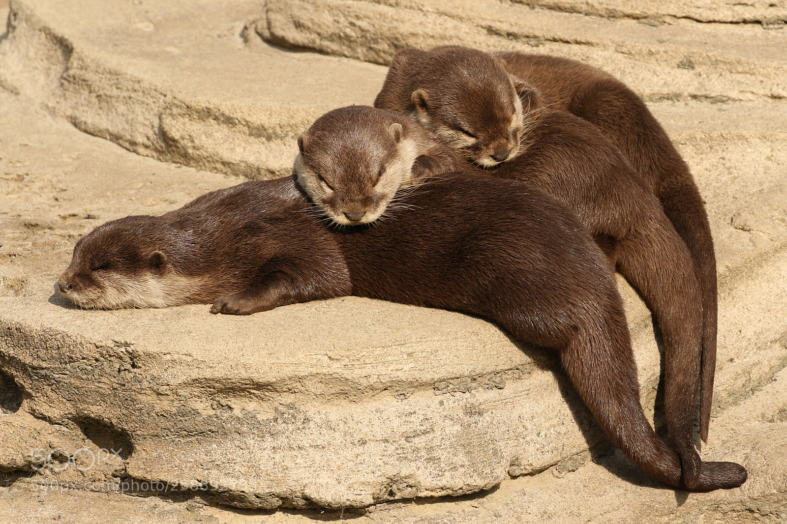Canon EOS 7D Mark II sample photo. Three otters sleeping photography