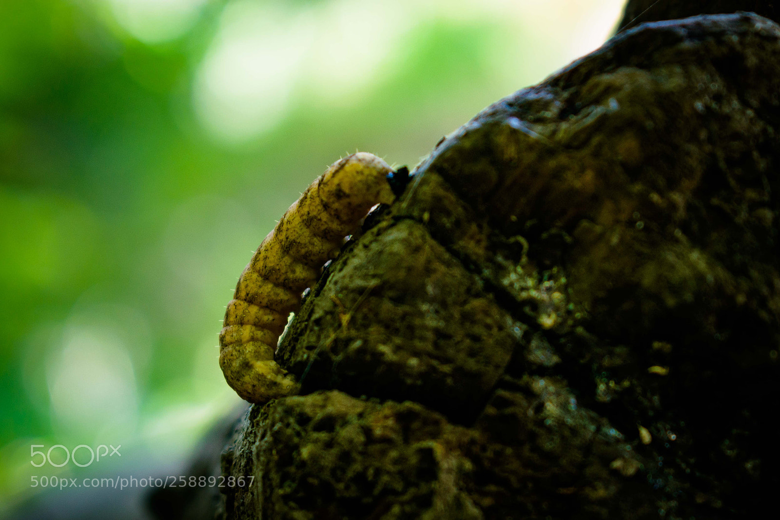 Nikon D3300 sample photo. Worm... photography