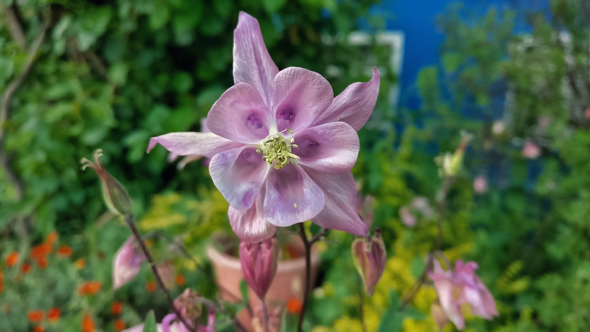 OnePlus A3000 sample photo. Garden columbine photography