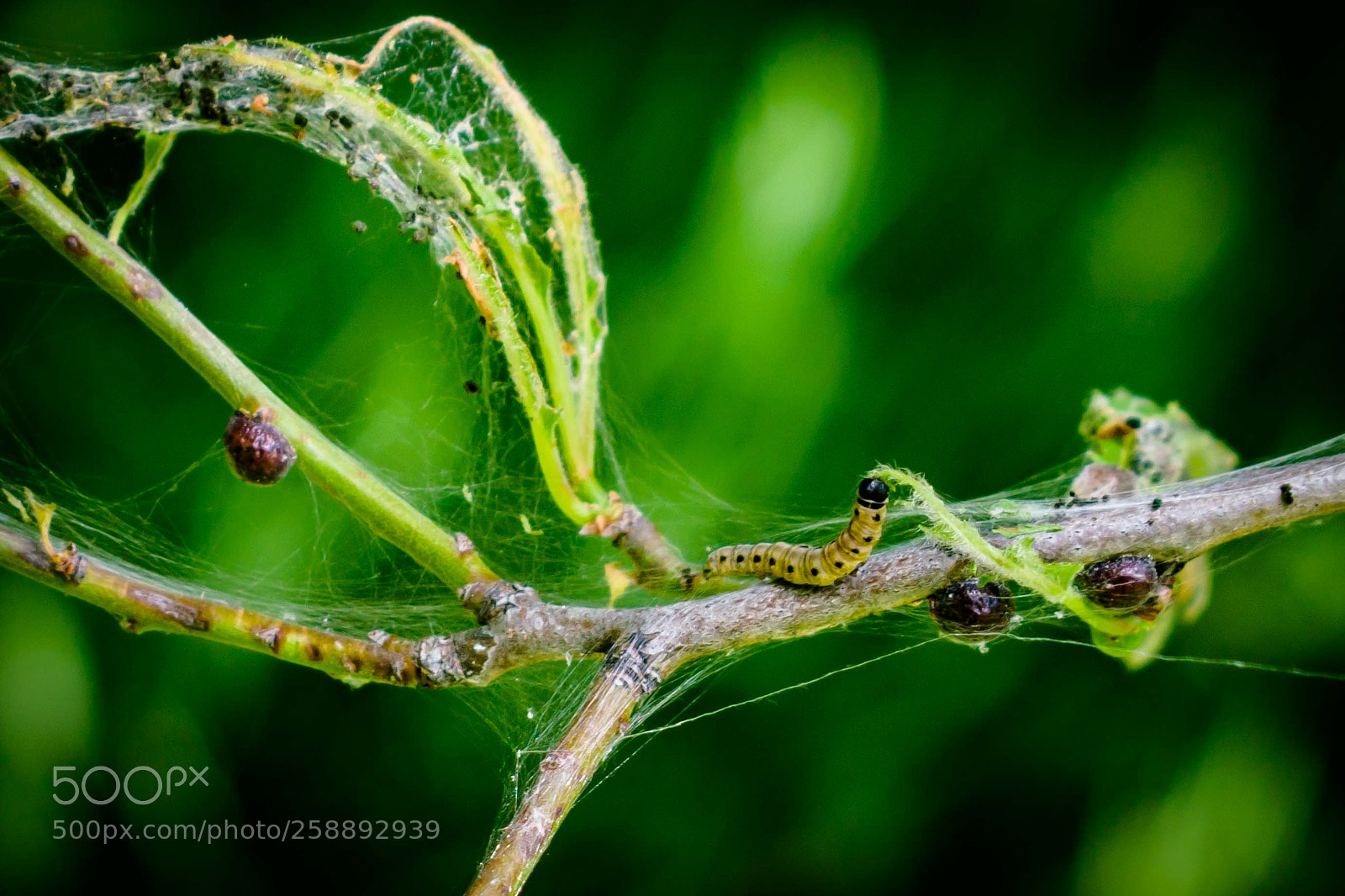 Nikon D3300 sample photo. Silkworm... photography