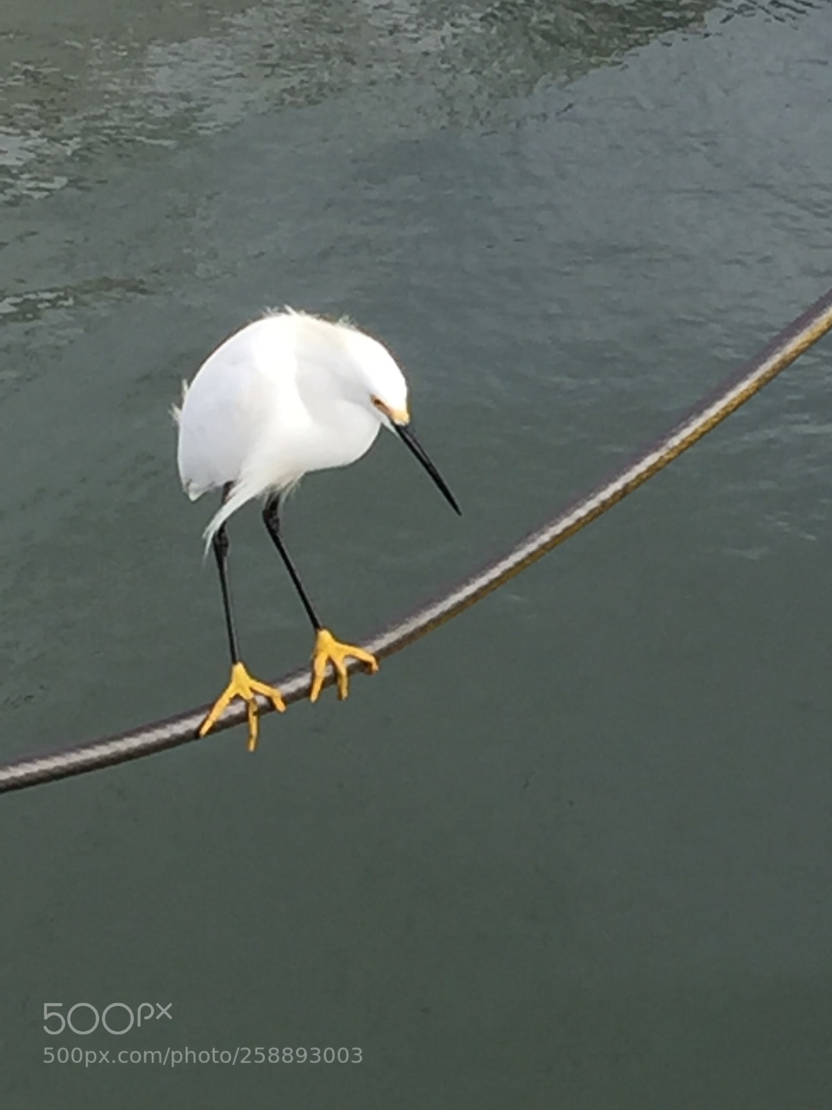 Apple iPhone 6 sample photo. 2016-04-16 18.21.09.jpg photography