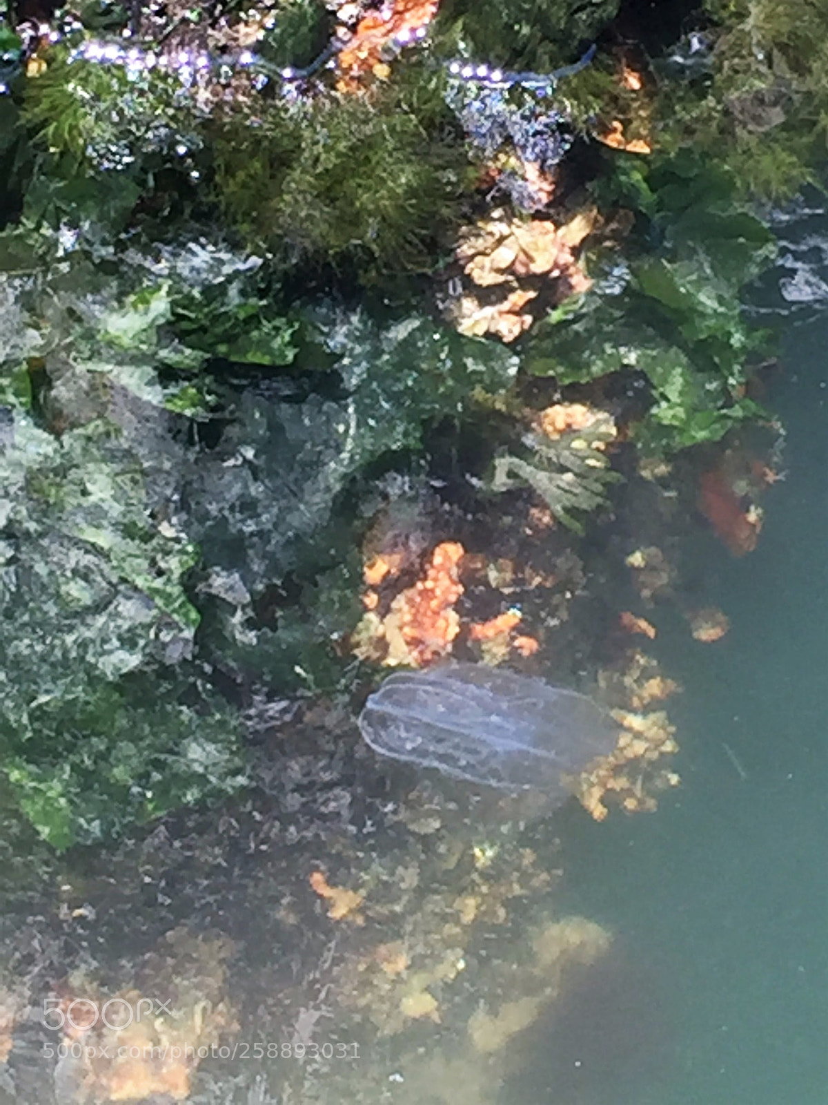 Apple iPhone 6 sample photo. 2016-07-17 14.01.42-1.jpg photography