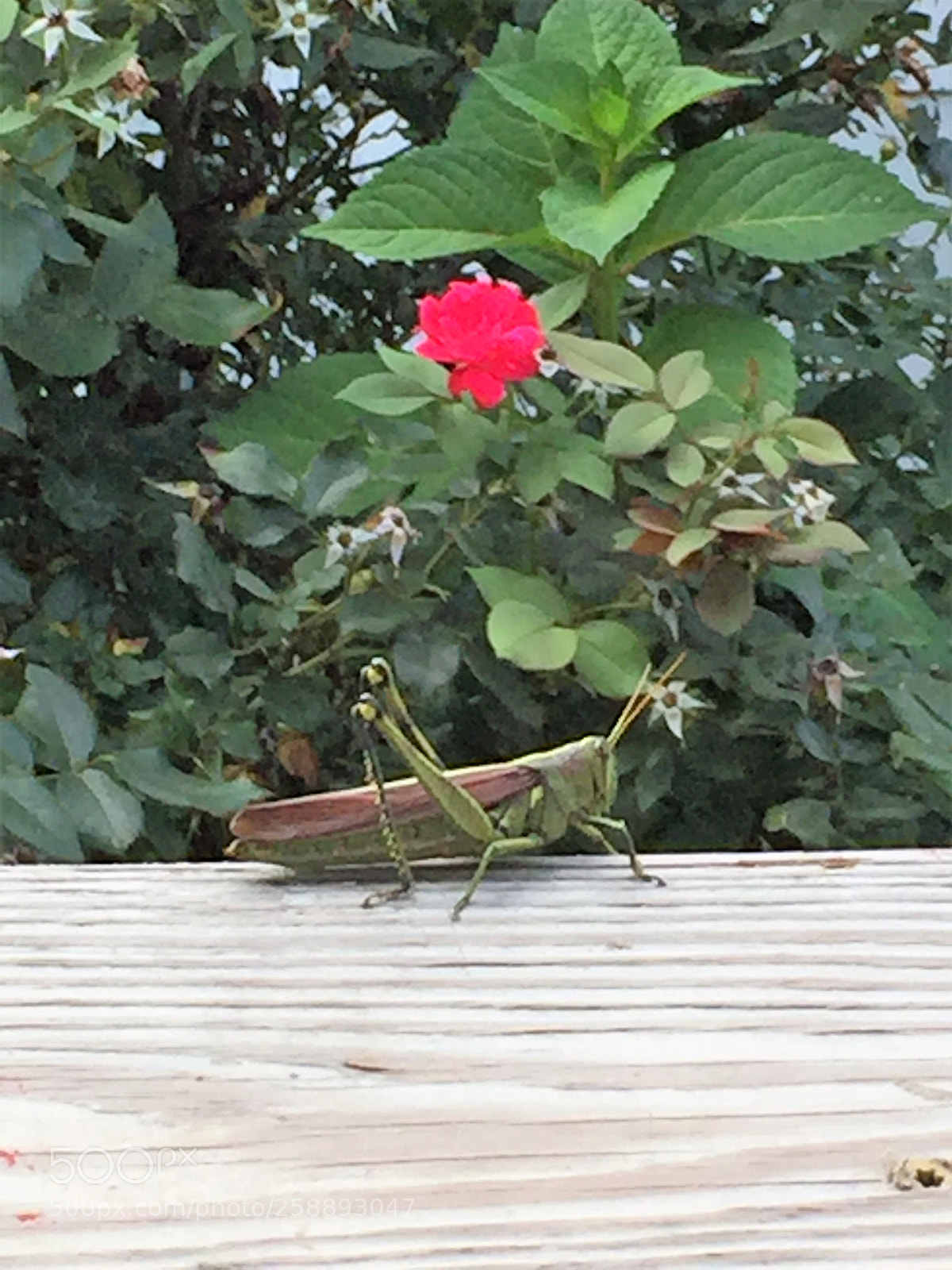 Apple iPhone 6 sample photo. 2016-08-28 17.39.41.jpg photography