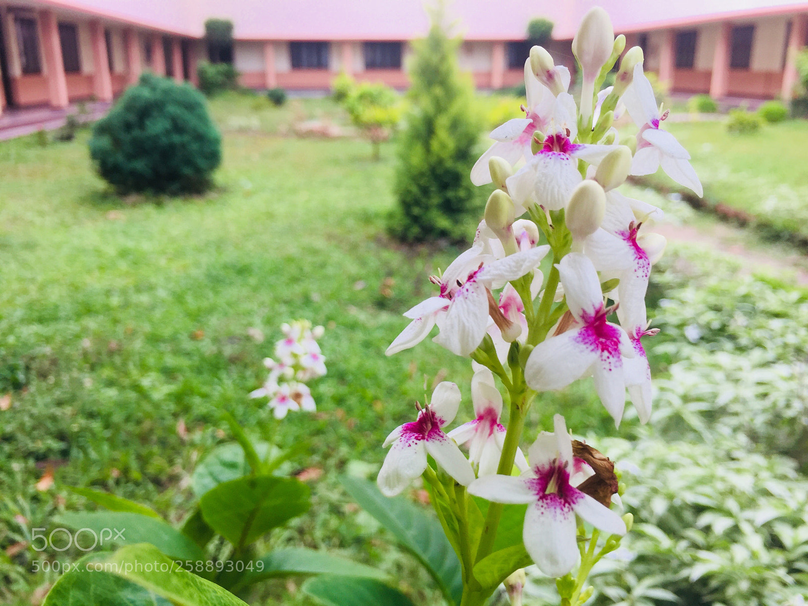 Apple iPhone 6 sample photo. Bloom photography