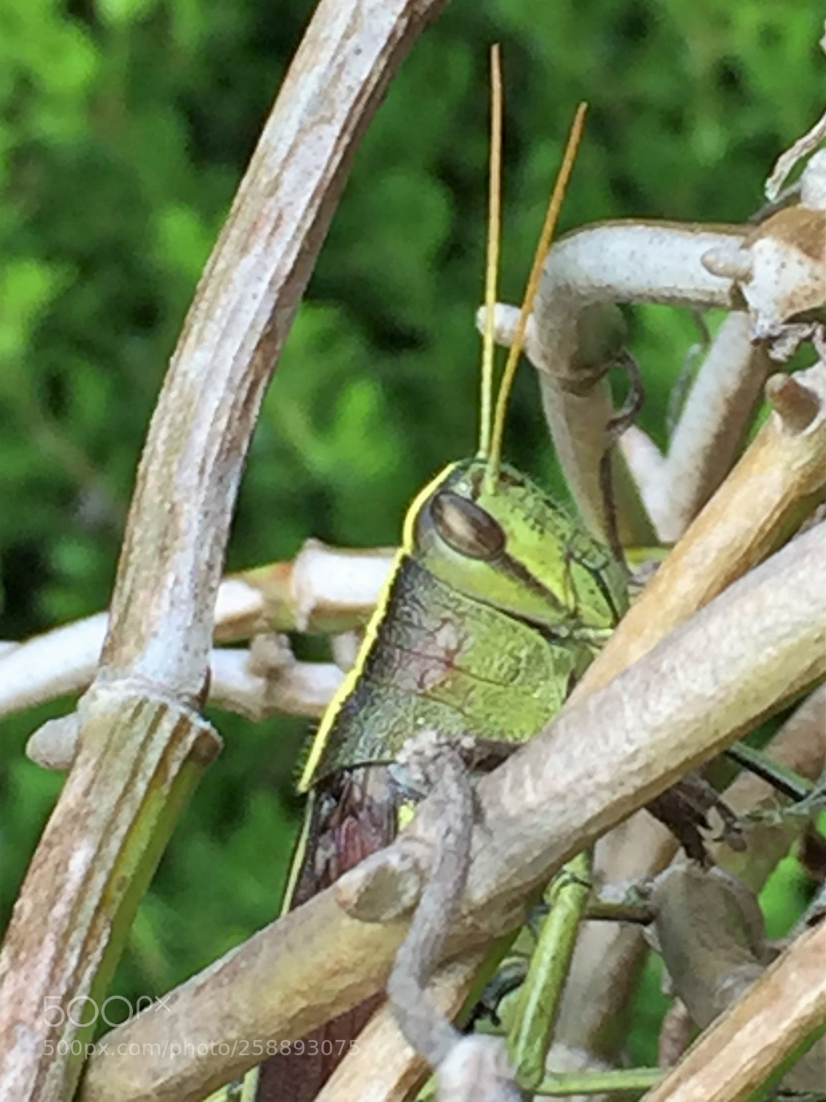 Apple iPhone 6 sample photo. 2016-08-28 17.41.06.jpg photography