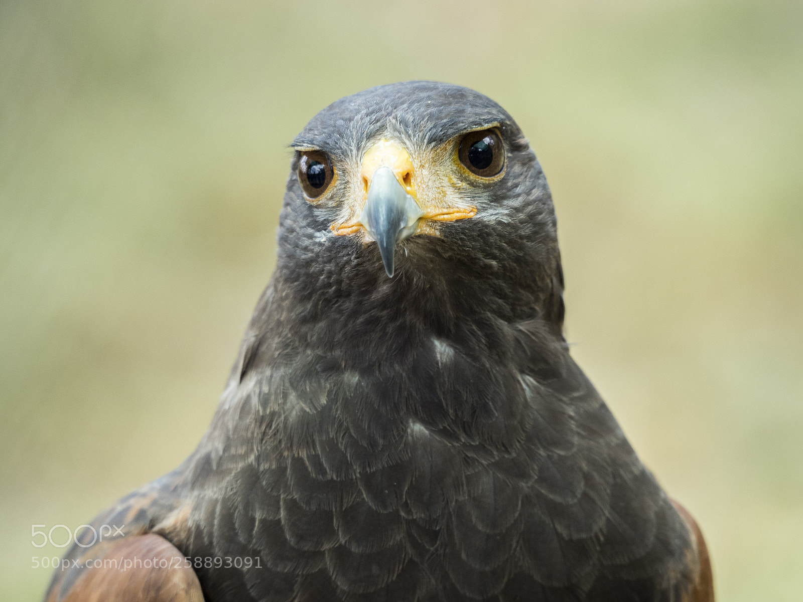Olympus OM-D E-M1 Mark II sample photo. Parabuteo unicinctus. photography