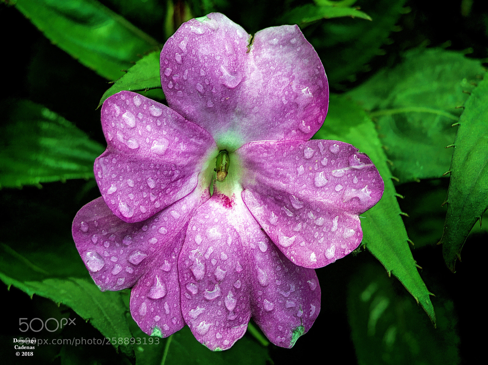Olympus OM-D E-M10 II sample photo. Lluvia photography