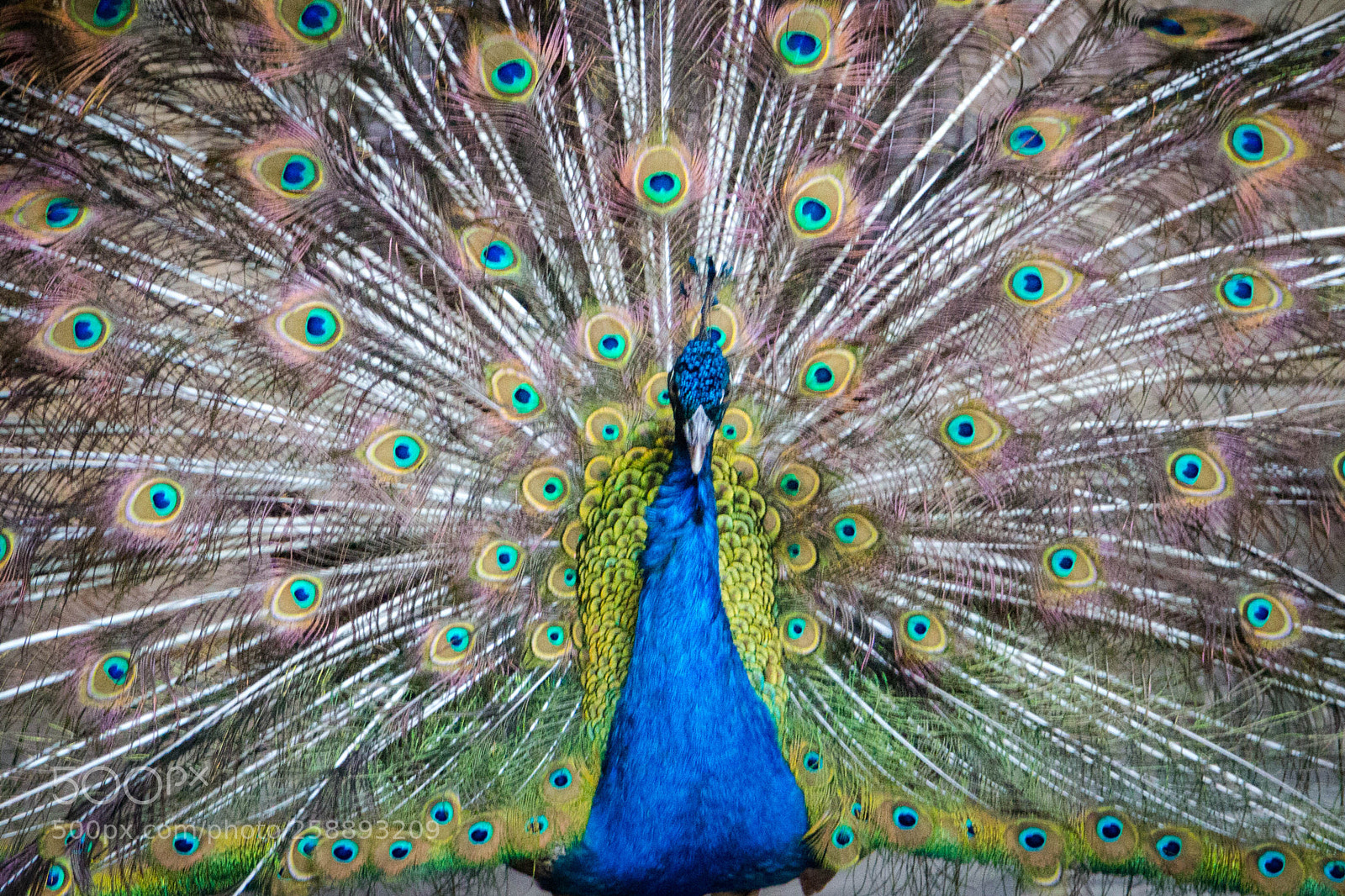 Canon EOS 700D (EOS Rebel T5i / EOS Kiss X7i) sample photo. Cuban peacock photography