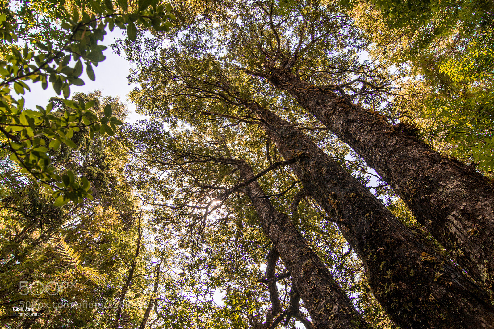 Nikon D7100 sample photo. Nature photography