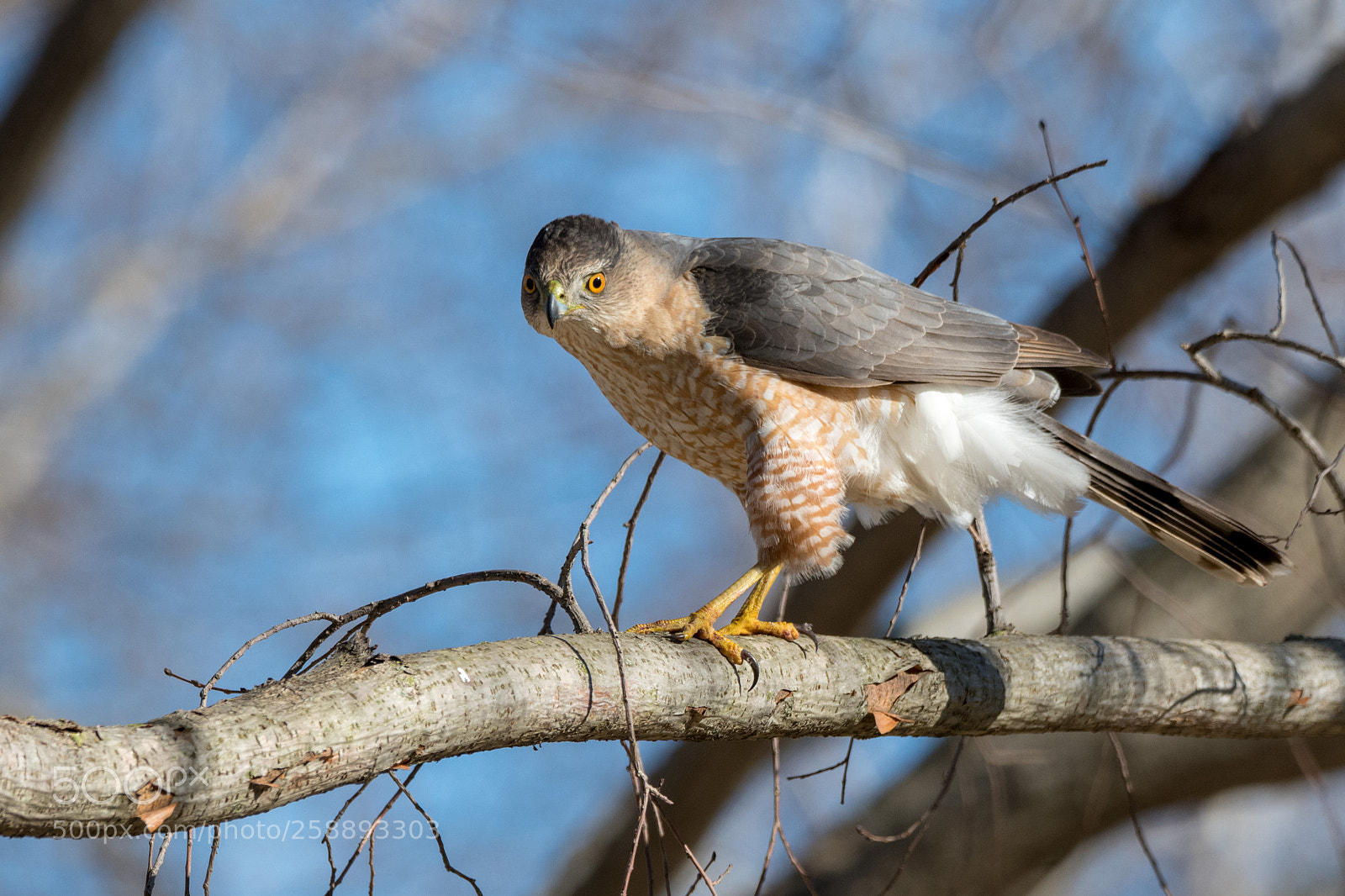 Nikon D850 sample photo. Copper's hawk photography