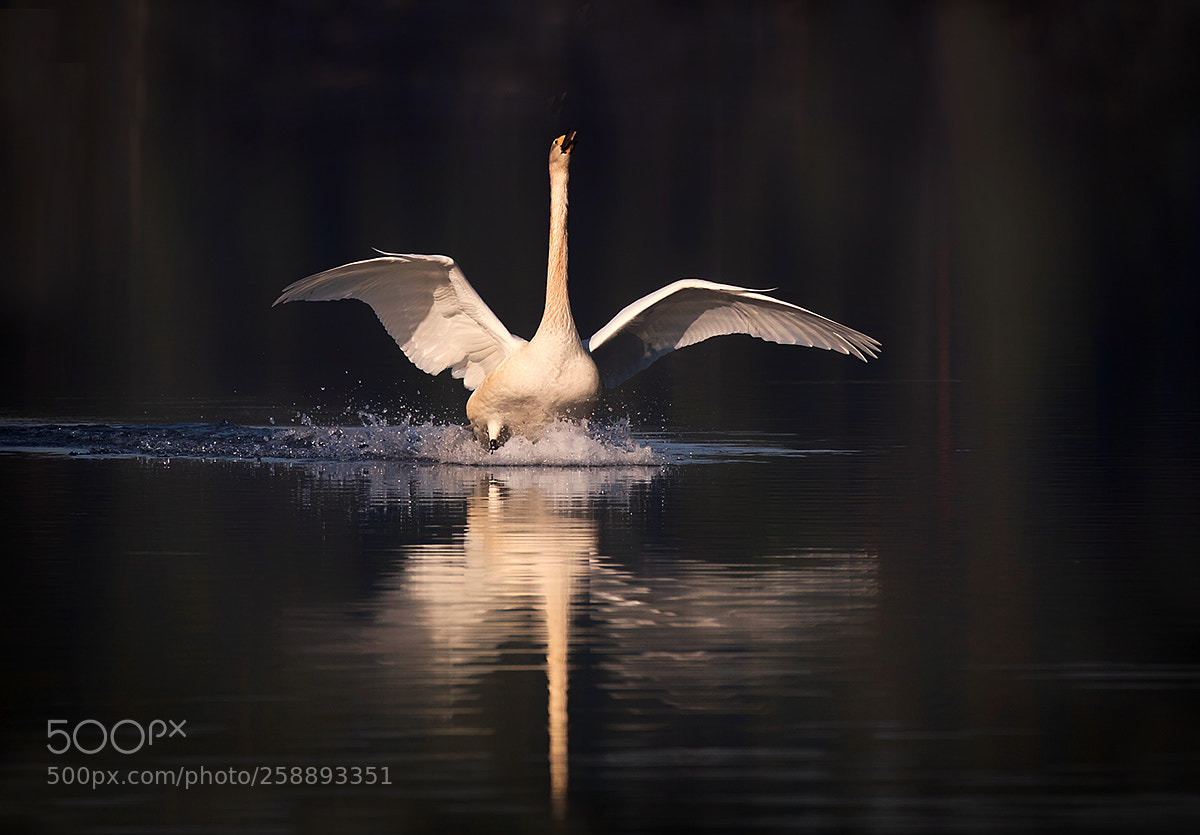 Canon EOS 5D Mark IV sample photo. Whooper swan photography
