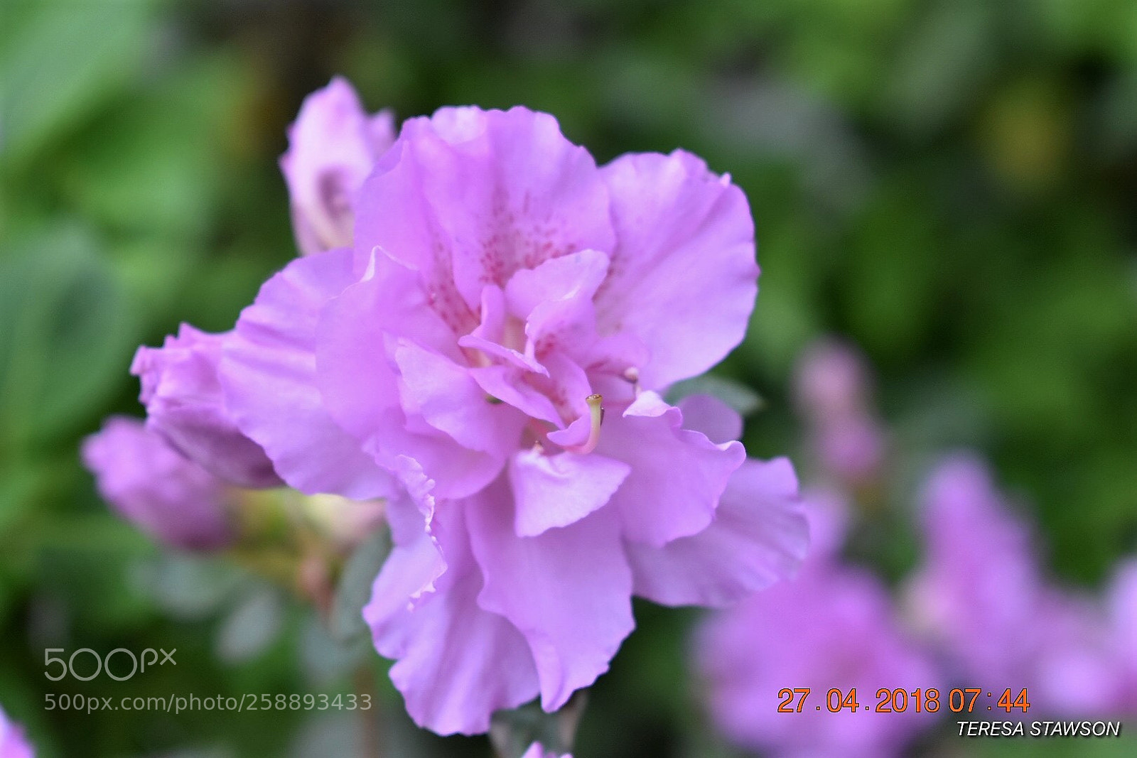 Nikon D3400 sample photo. 2018-04-27 07.44.06.jpg photography