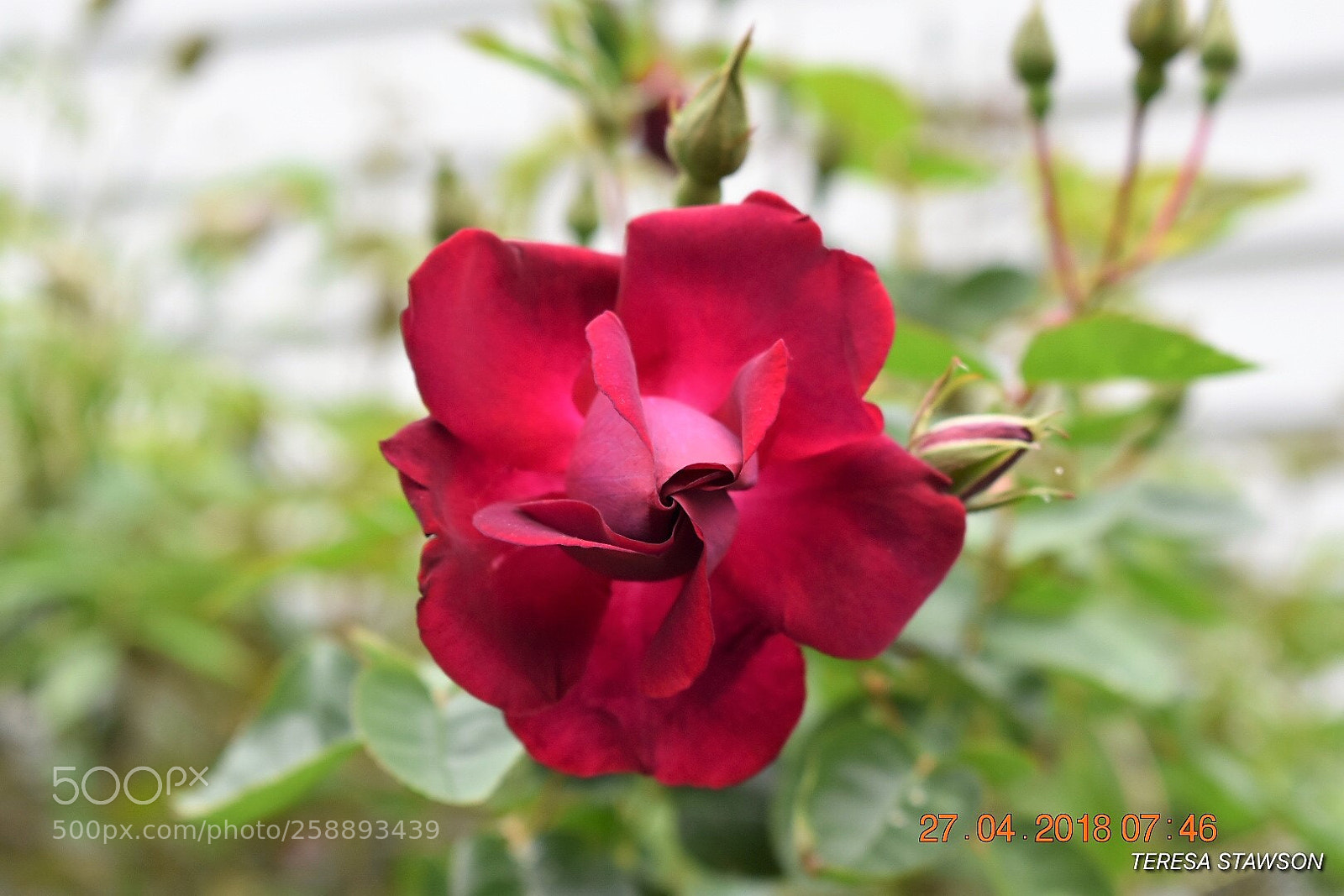 Nikon D3400 sample photo. 2018-04-27 07.46.40.jpg photography