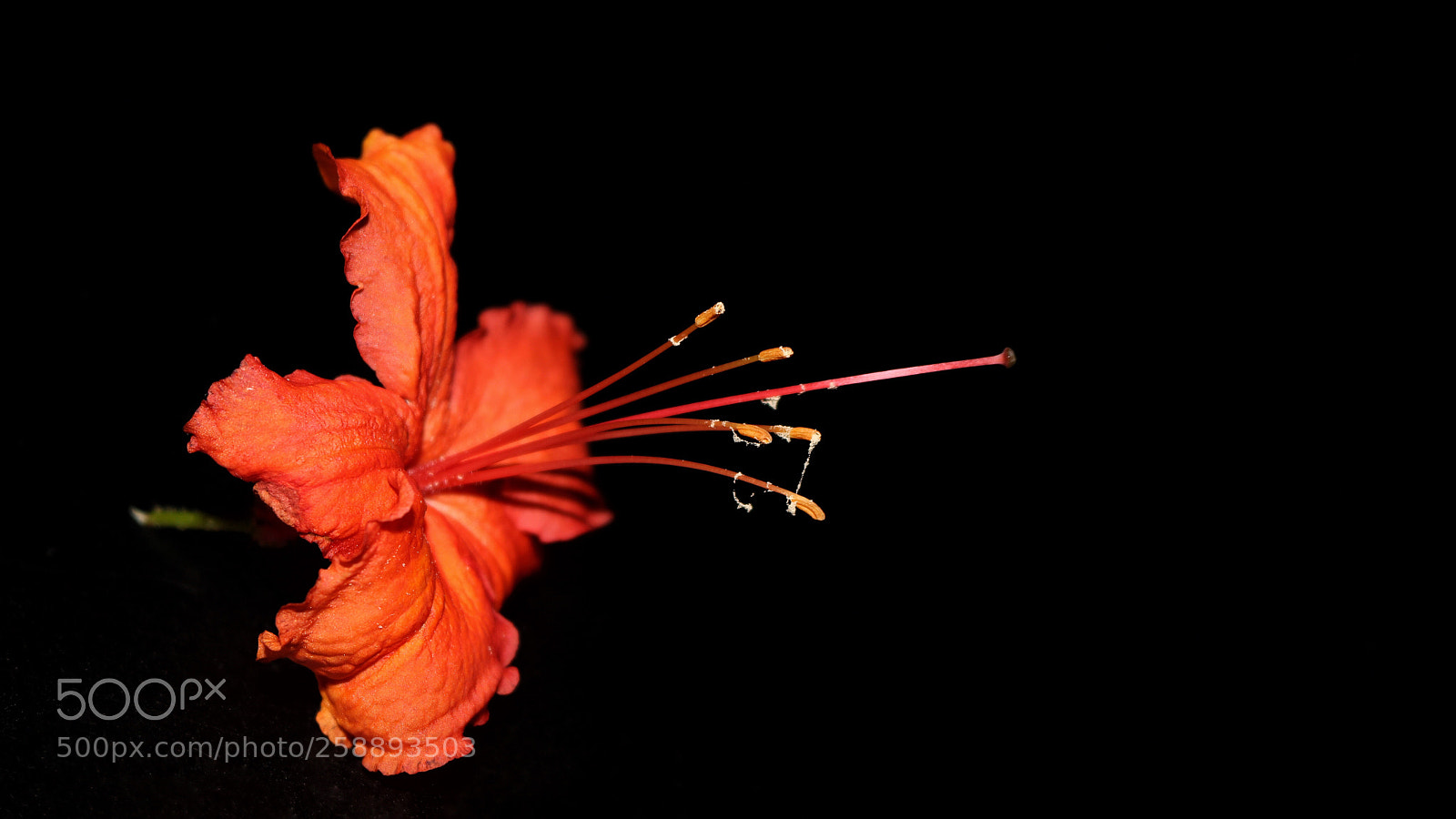 Canon EOS 750D (EOS Rebel T6i / EOS Kiss X8i) sample photo. Orange 
 photography