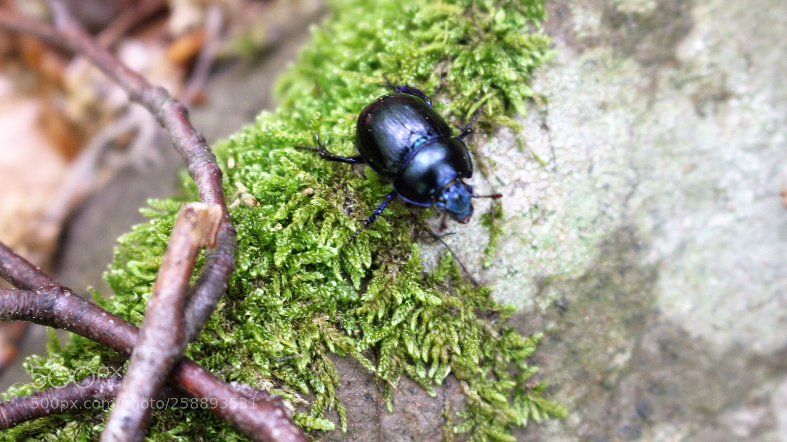Canon EOS 700D (EOS Rebel T5i / EOS Kiss X7i) sample photo. Käfer im wald photography
