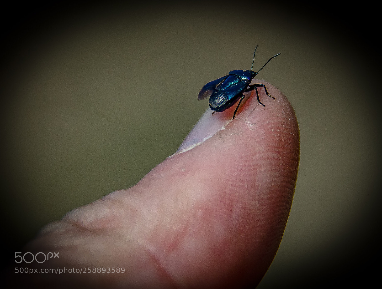Canon EOS 60D sample photo. Bug photography