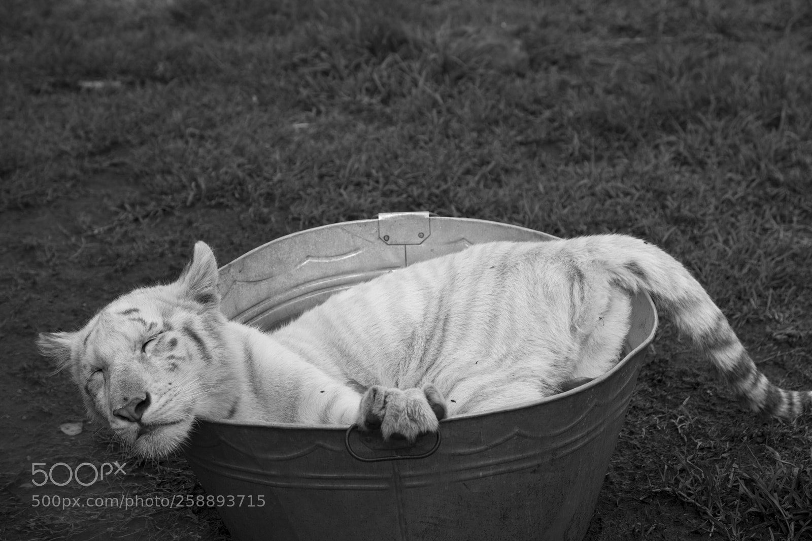 Canon EOS 5D Mark II sample photo. In the tub photography