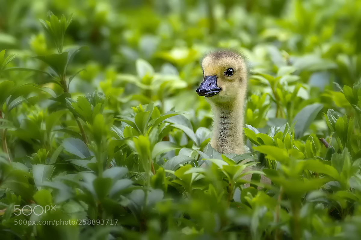 Canon EOS 7D sample photo. Verlaufen photography