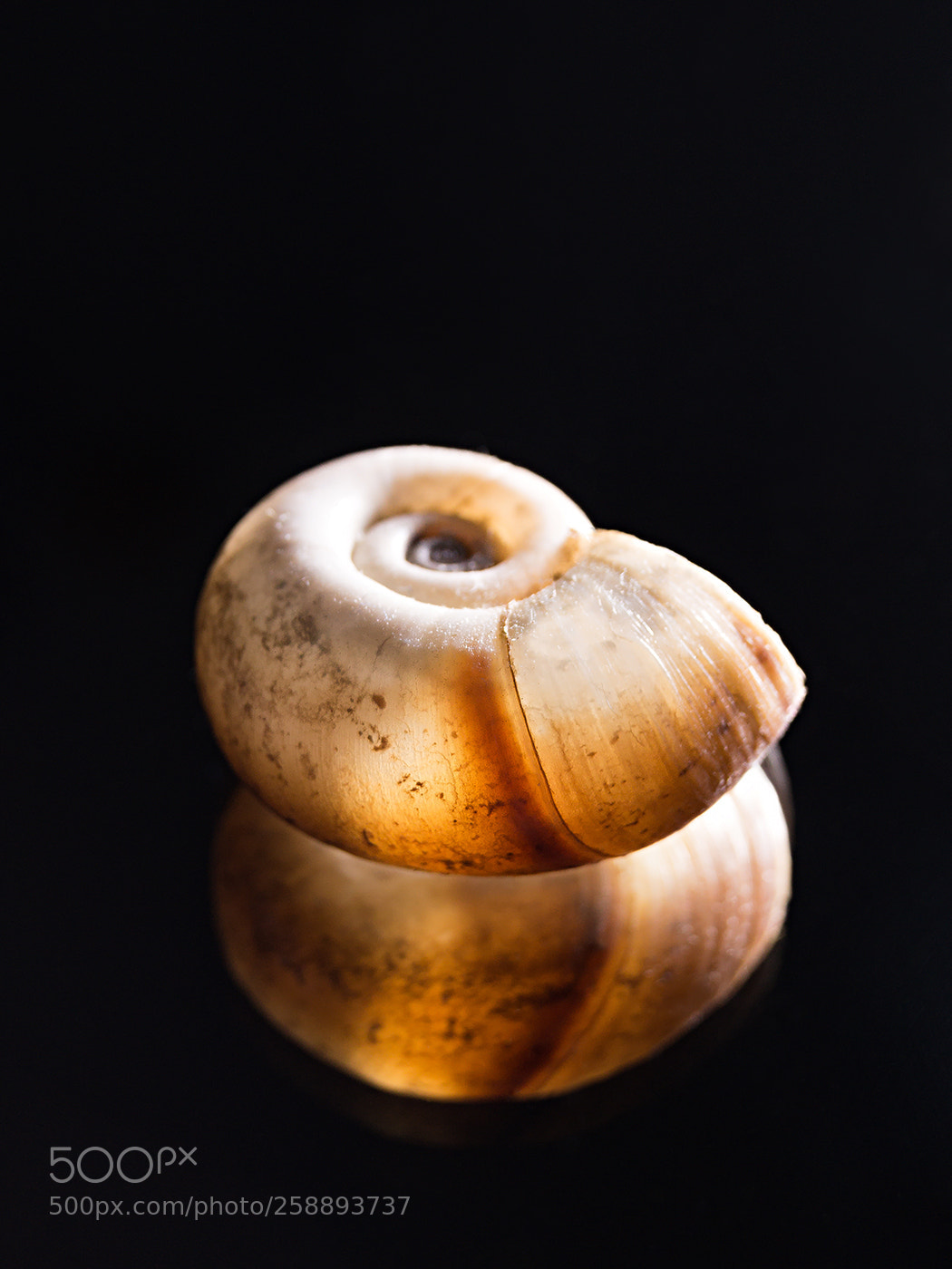 Sony SLT-A58 sample photo. What the shell! photography