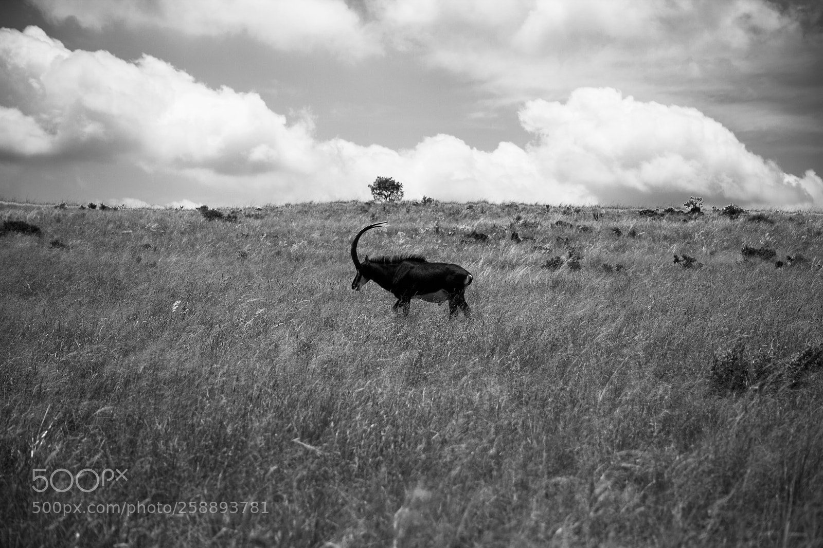 Canon EOS 5D Mark II sample photo. The long walk home photography