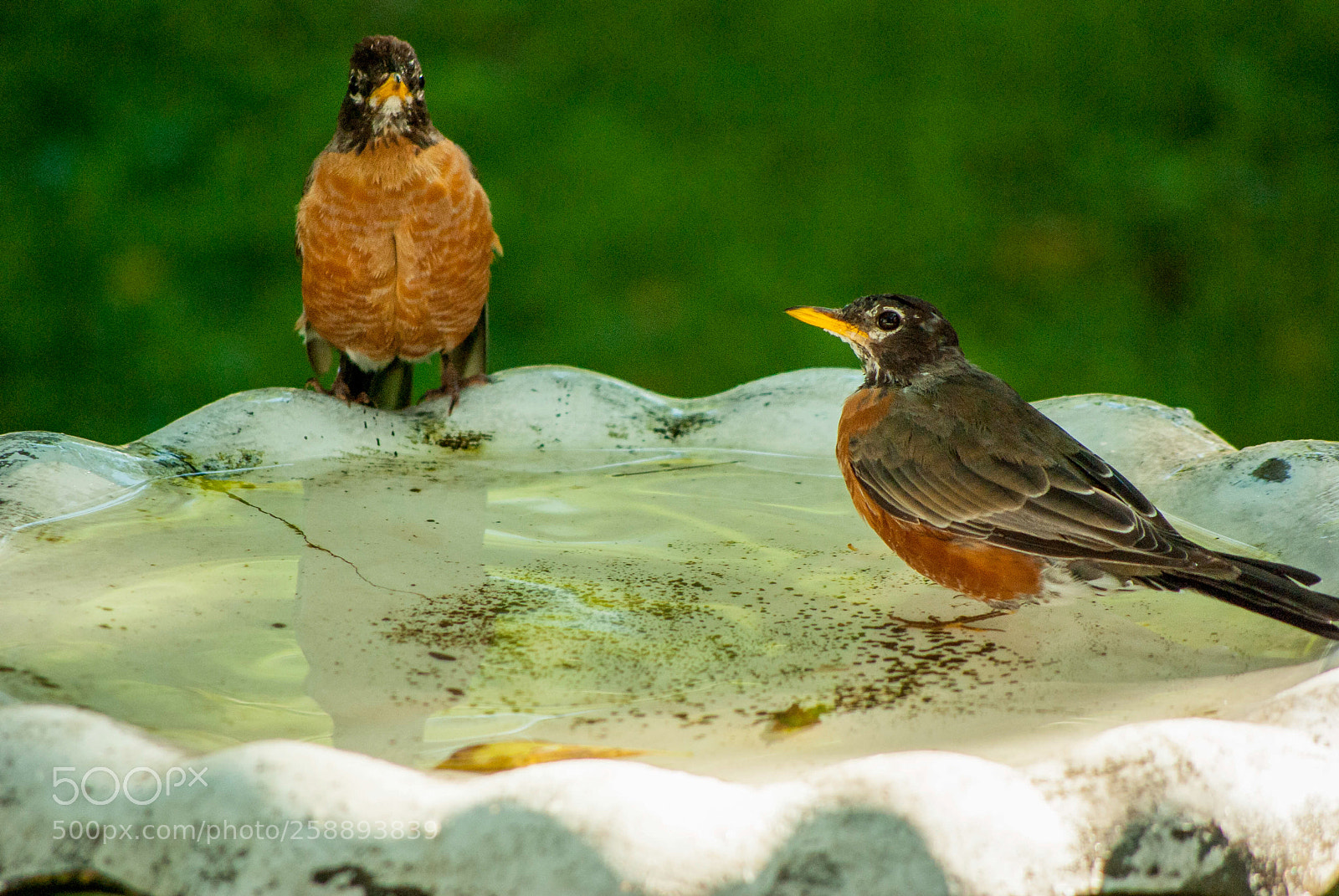 Pentax K200D sample photo. American robins bathing photography