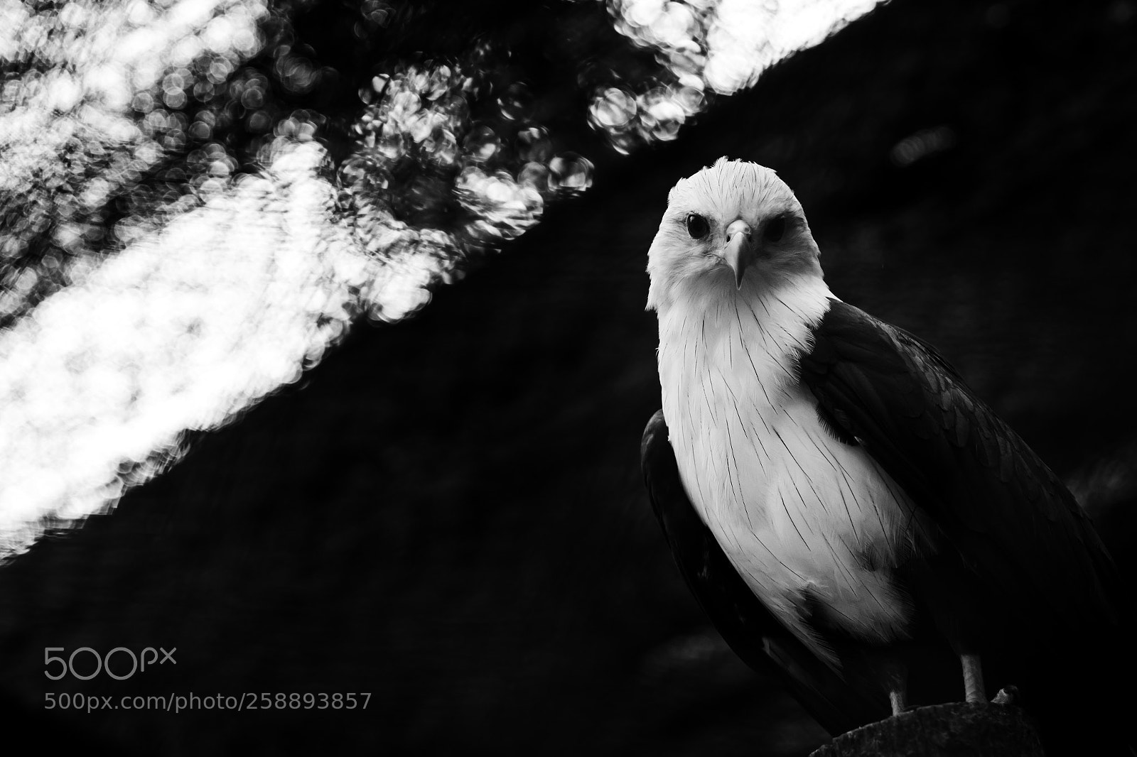 Canon EOS 60D sample photo. The eagle photography