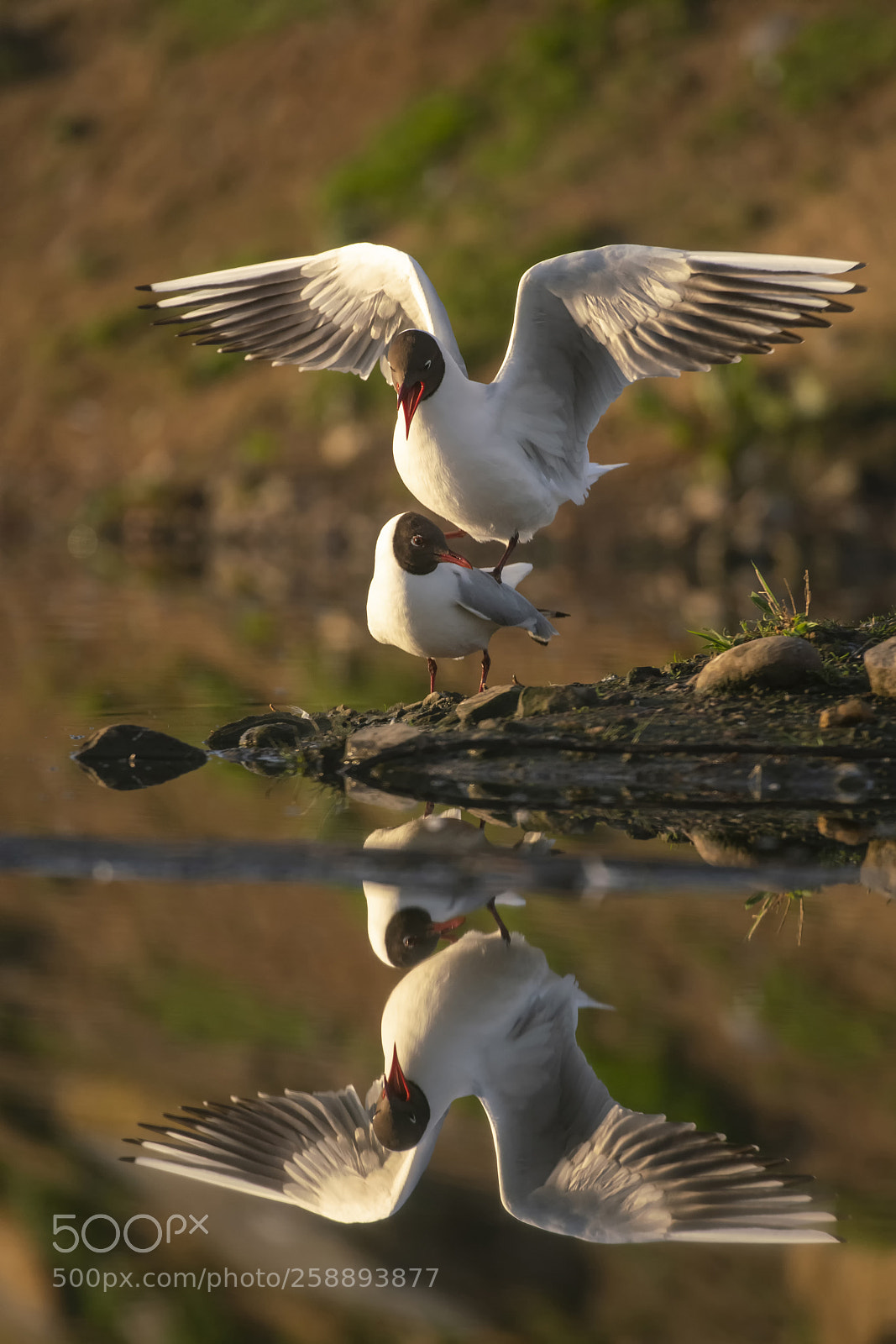 Sony a99 II sample photo. Black-headed gulls_ photography